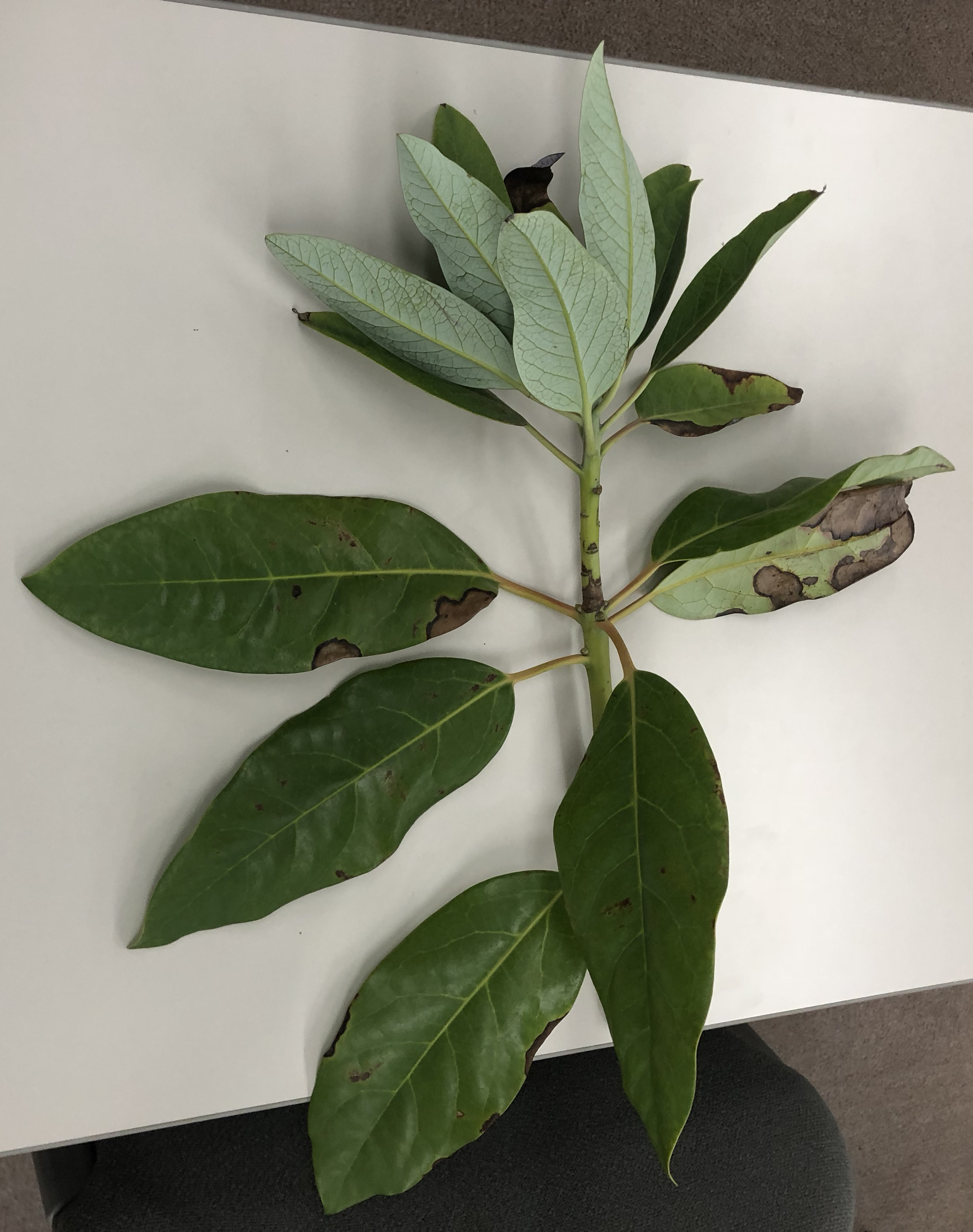 ユズリハ - Daphniphyllum macropodum