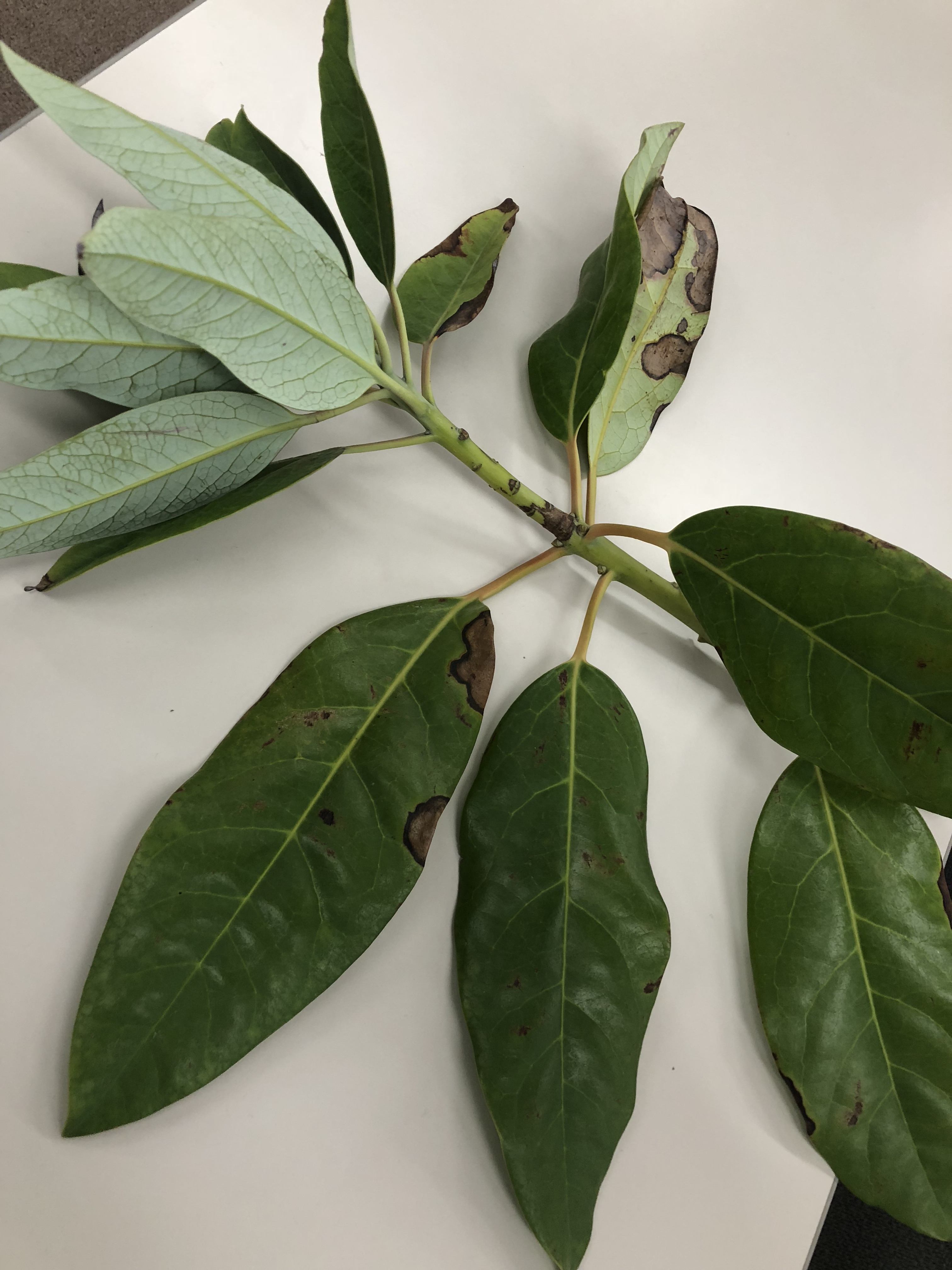 ユズリハ - Daphniphyllum macropodum