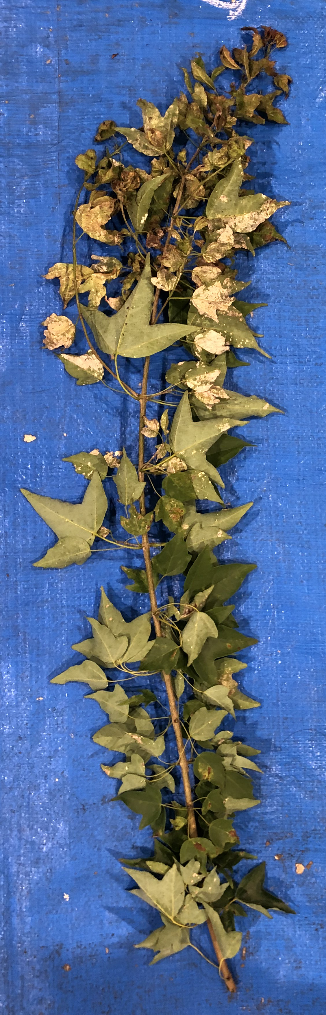 トウカエデ - Acer buergerianum