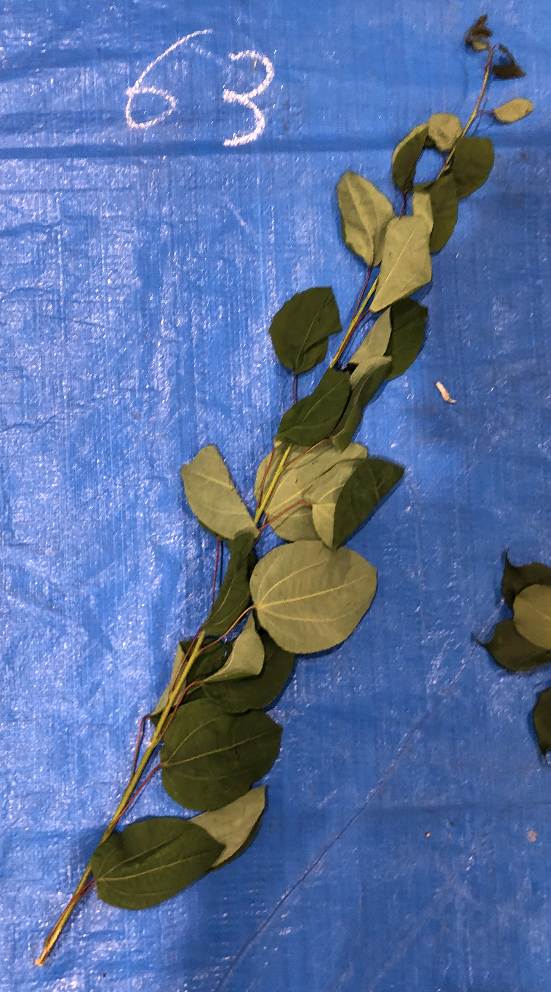 シダレカツラ - Cercidiphyllum japonicum