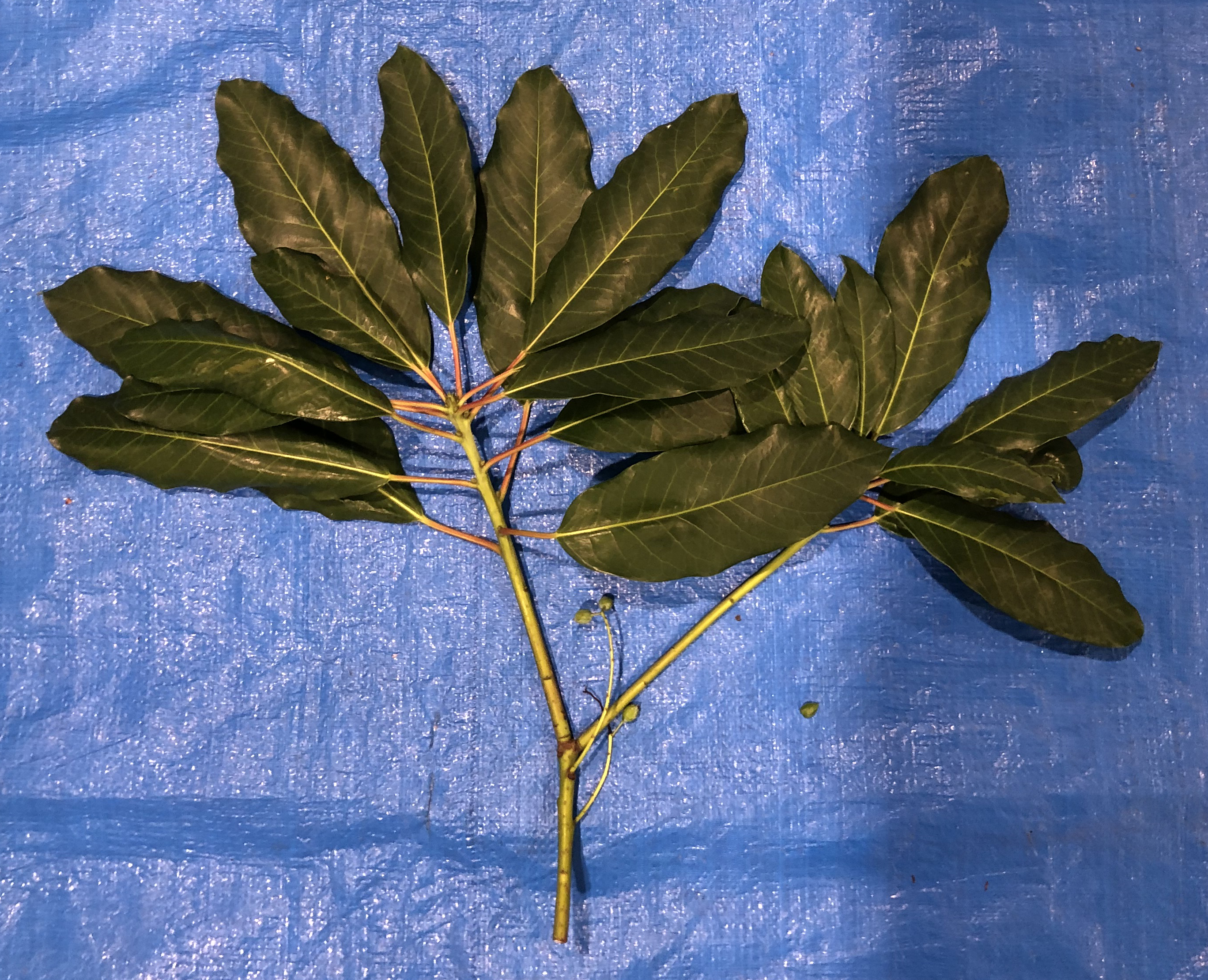 ユズリハ - Daphniphyllum macropodum