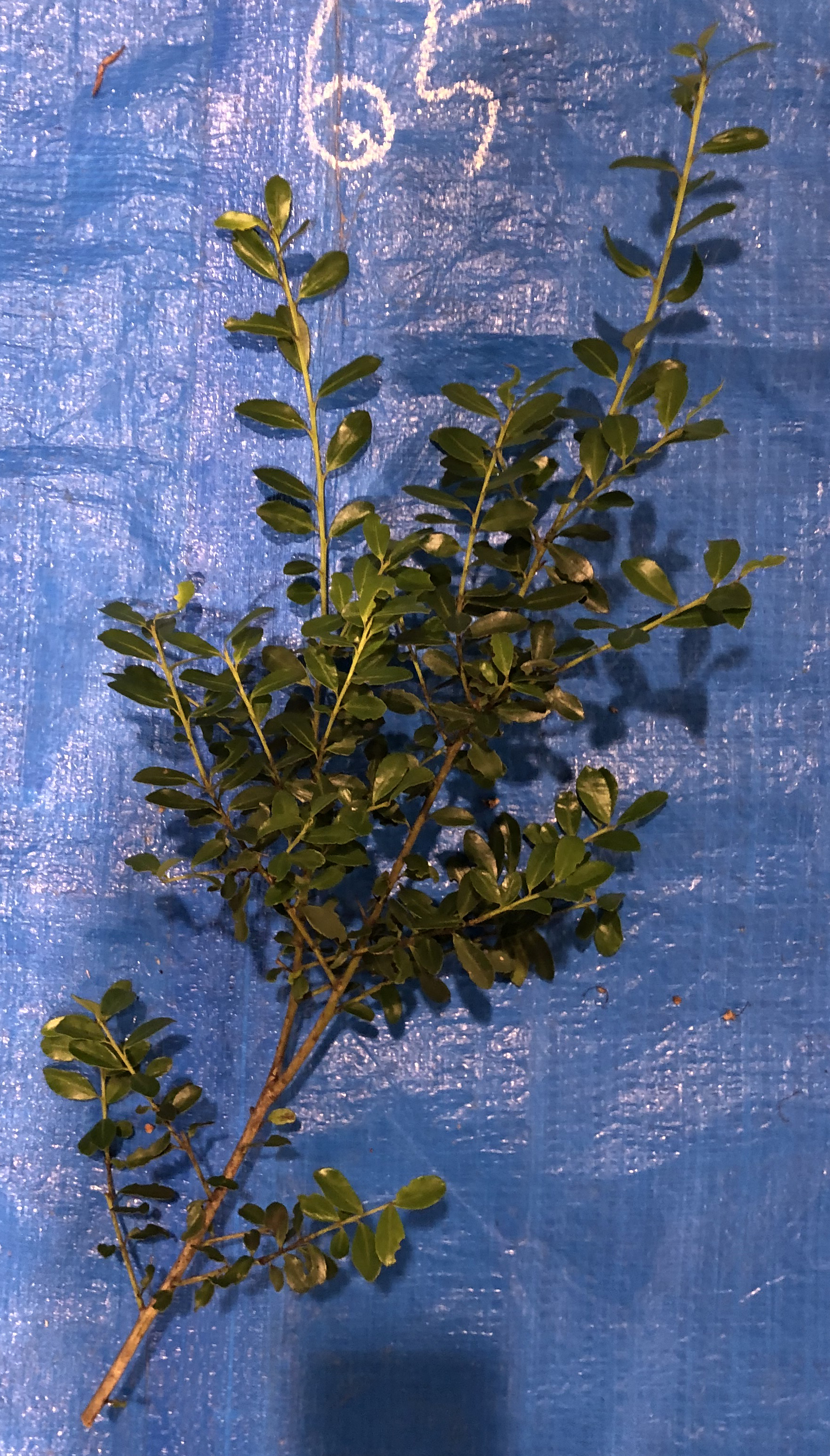 イヌツゲ - Ilex crenata