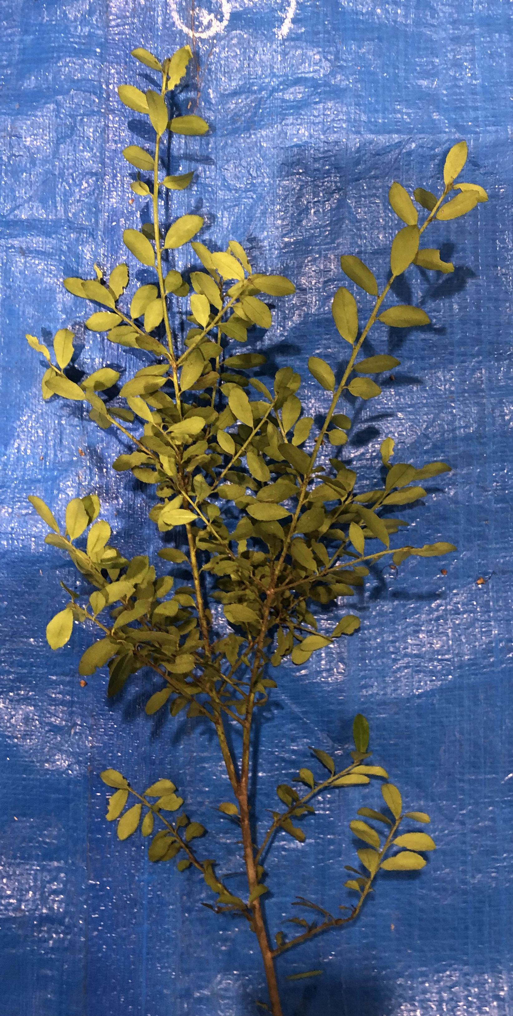 イヌツゲ - Ilex crenata