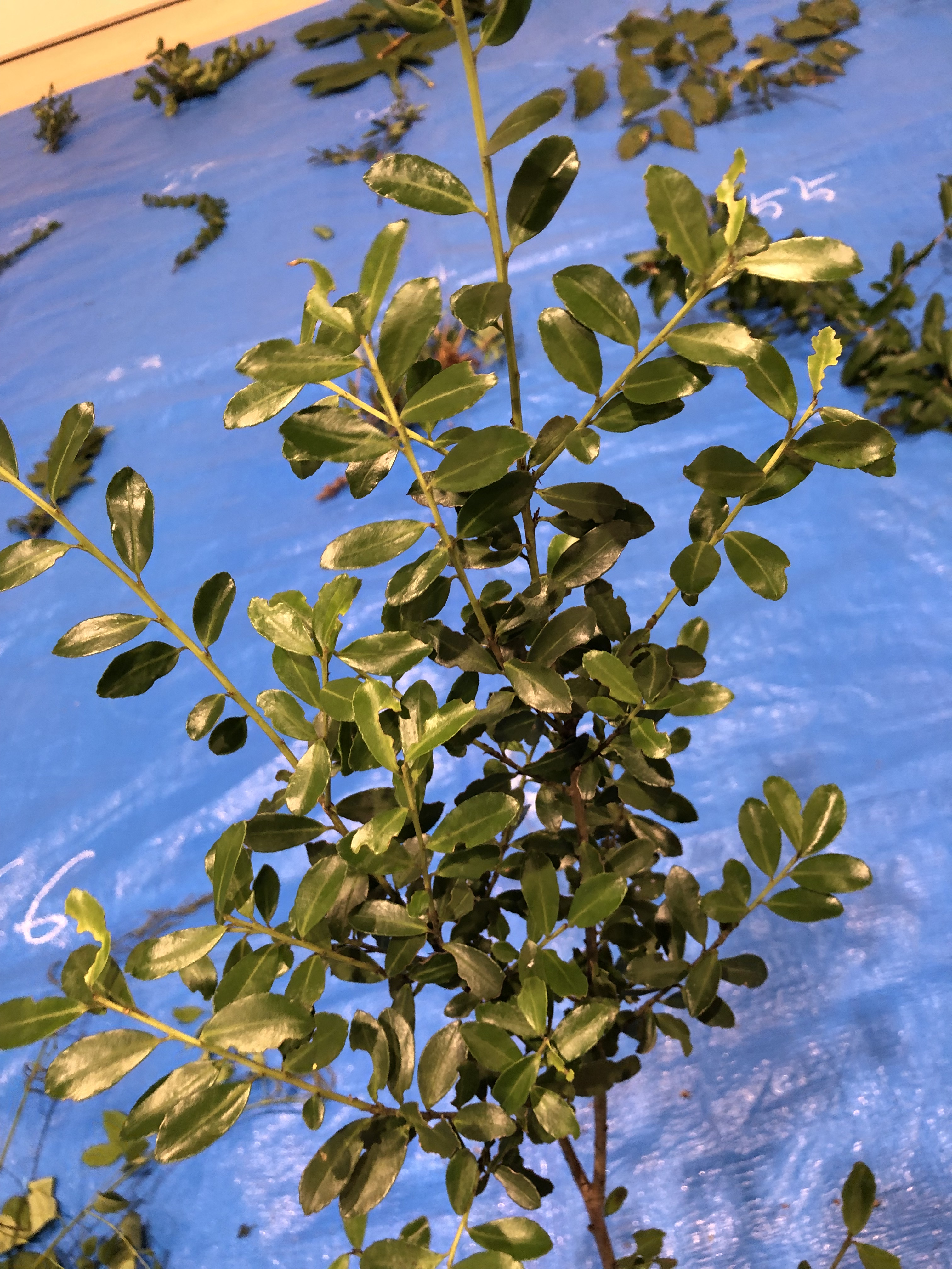 イヌツゲ - Ilex crenata