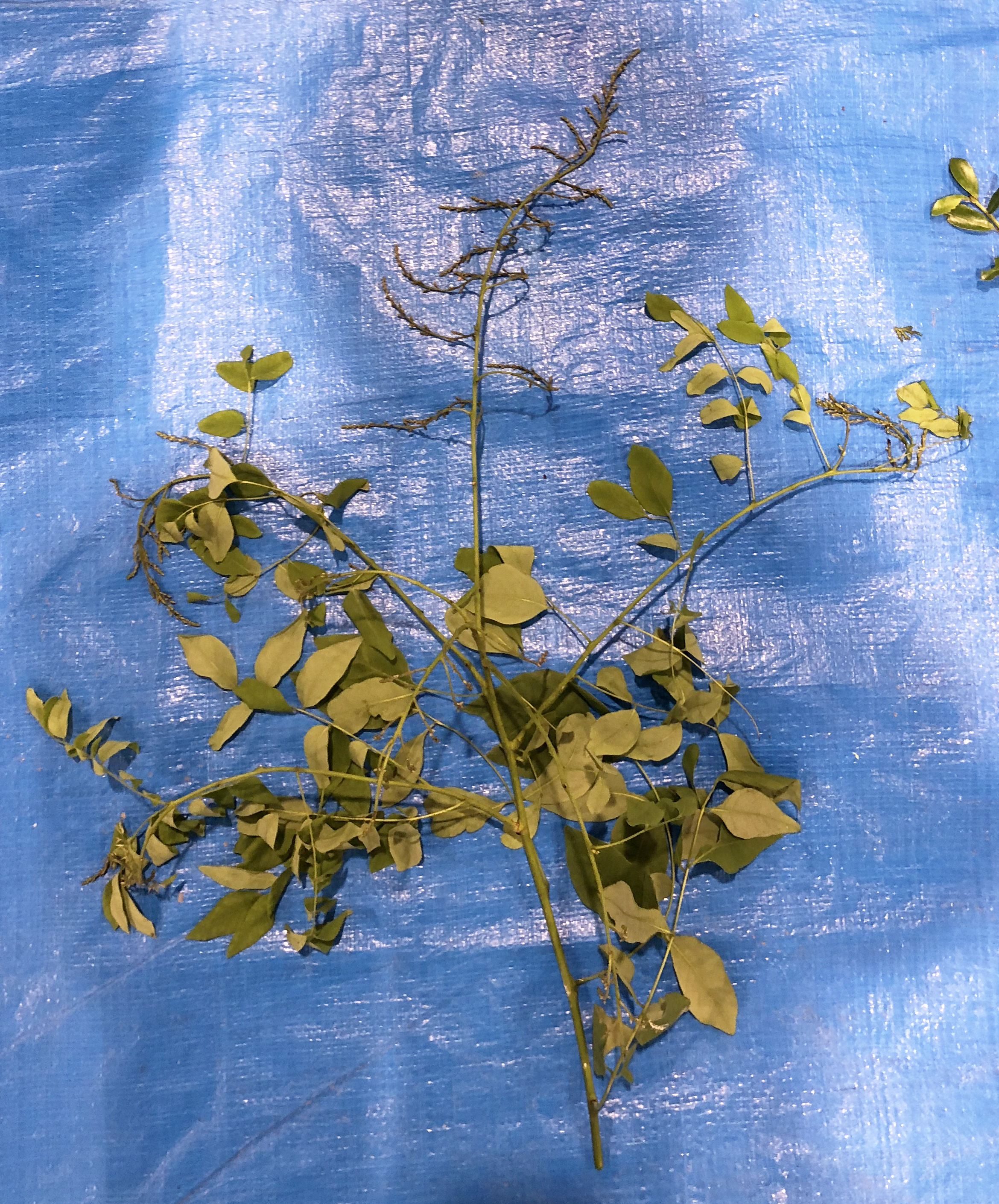 エンジュ - Styphnolobium japonicum