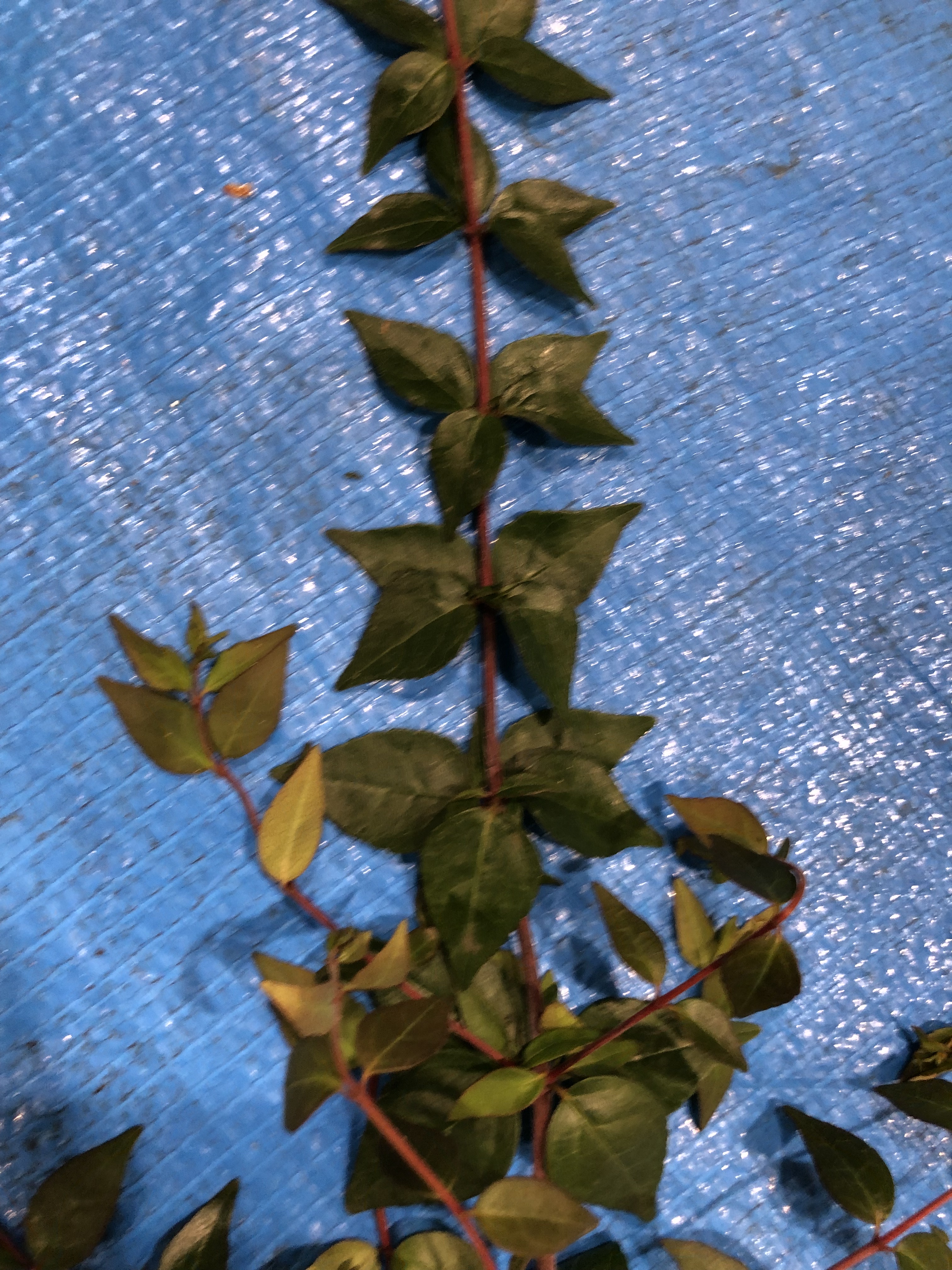 アベリア - Abelia x grandiflora