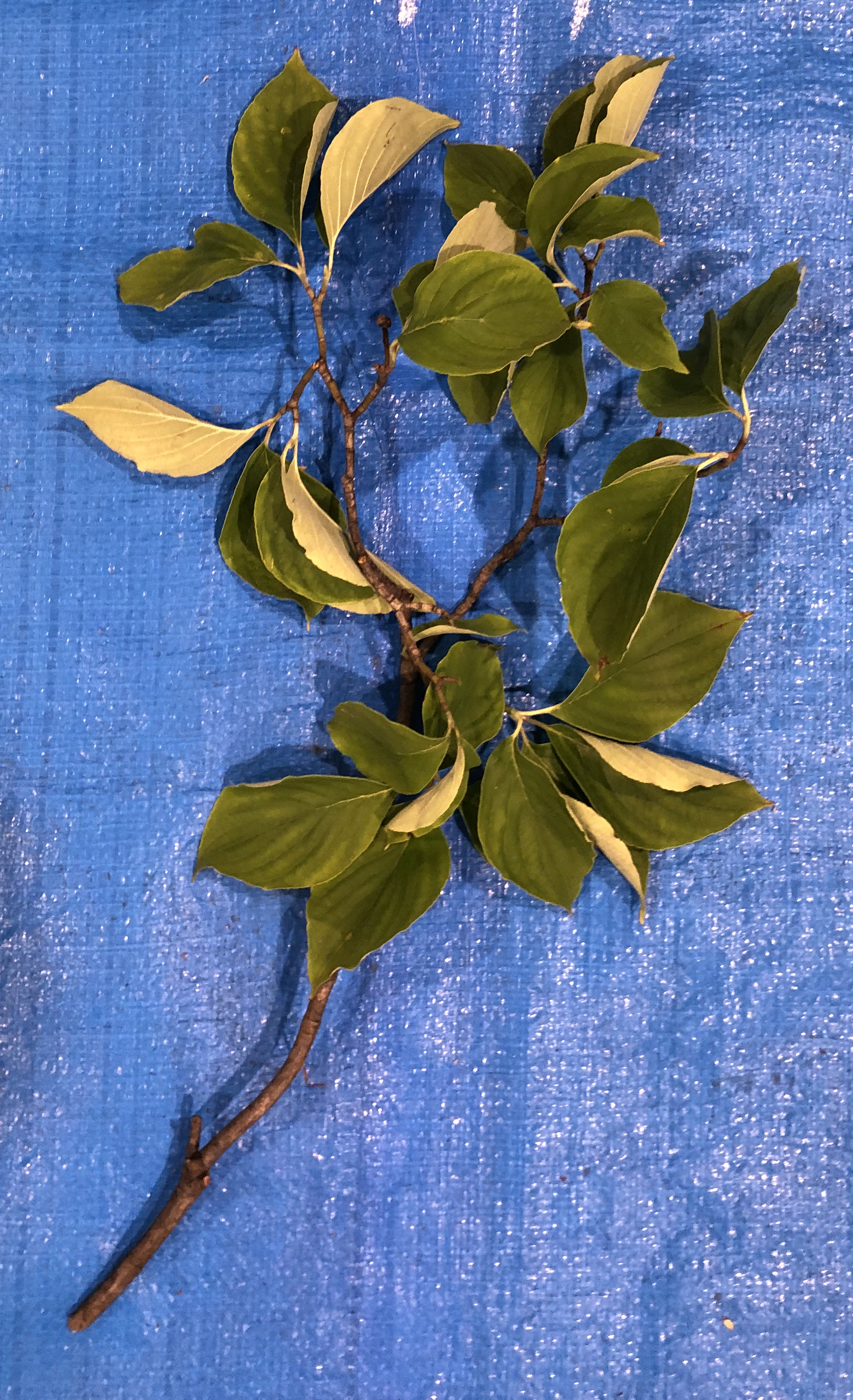 ハナミズキ - Cornus florida