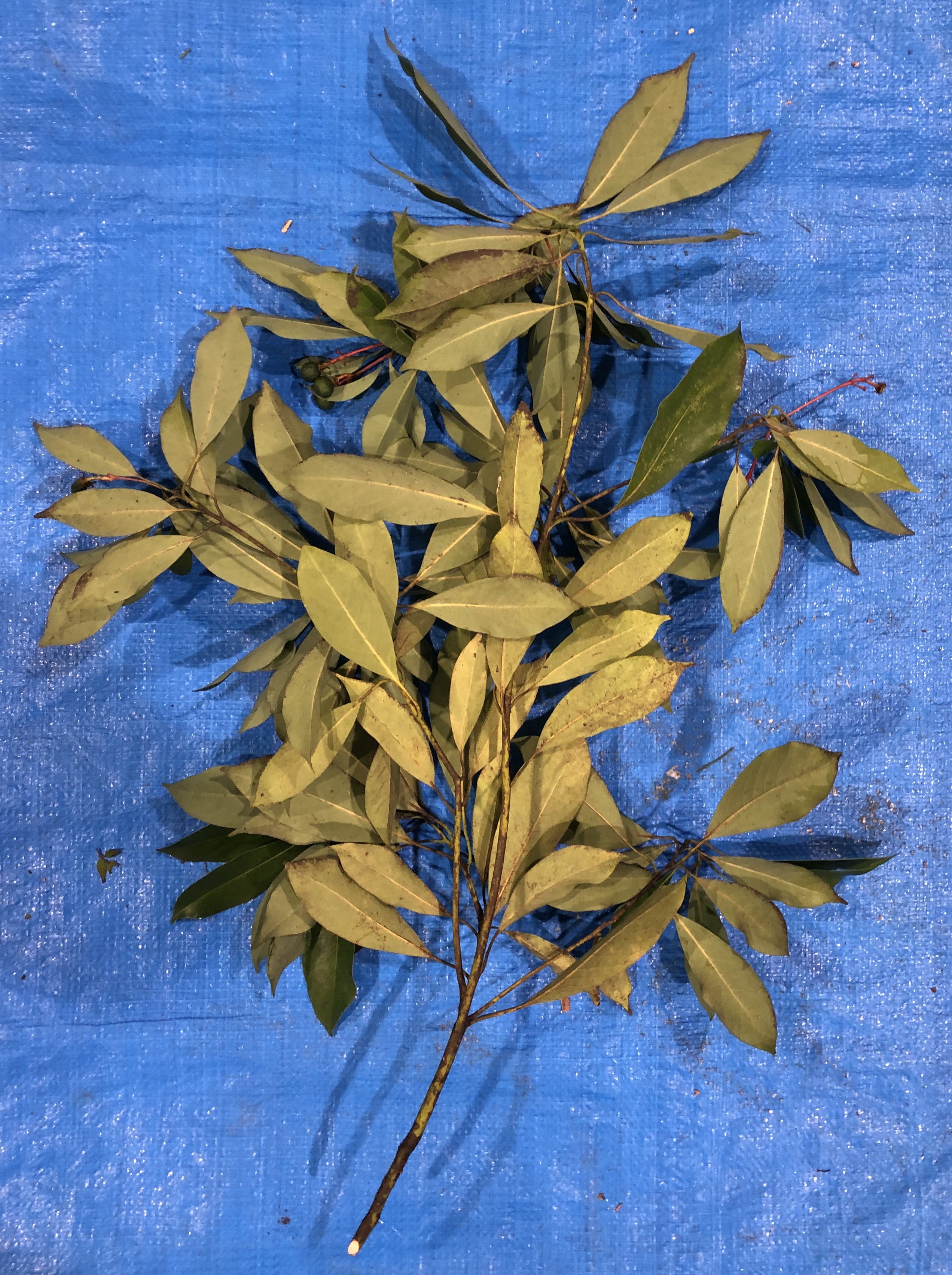 タブノキ - Machilus thunbergii