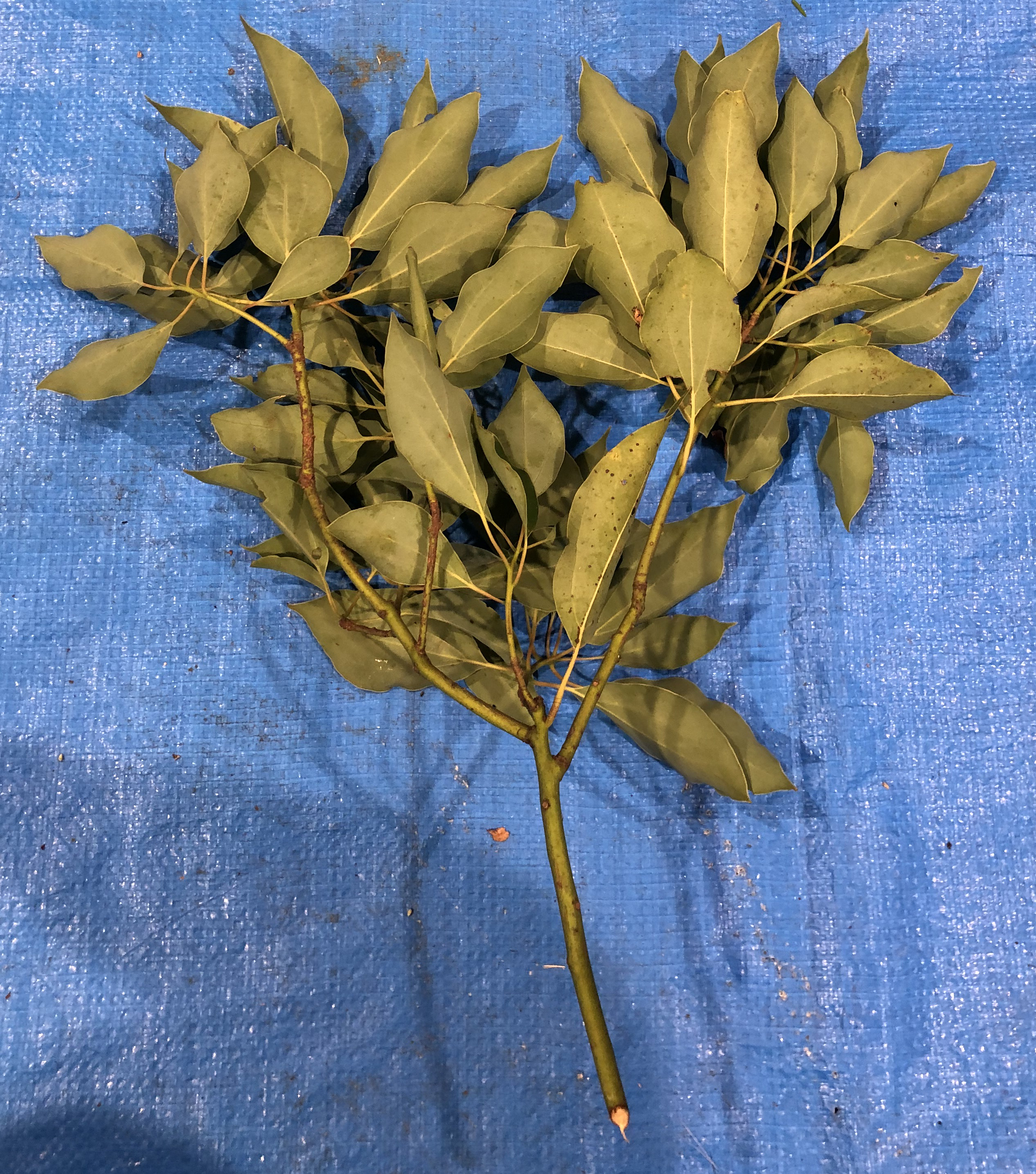 クスノキ - Cinnamomum camphora