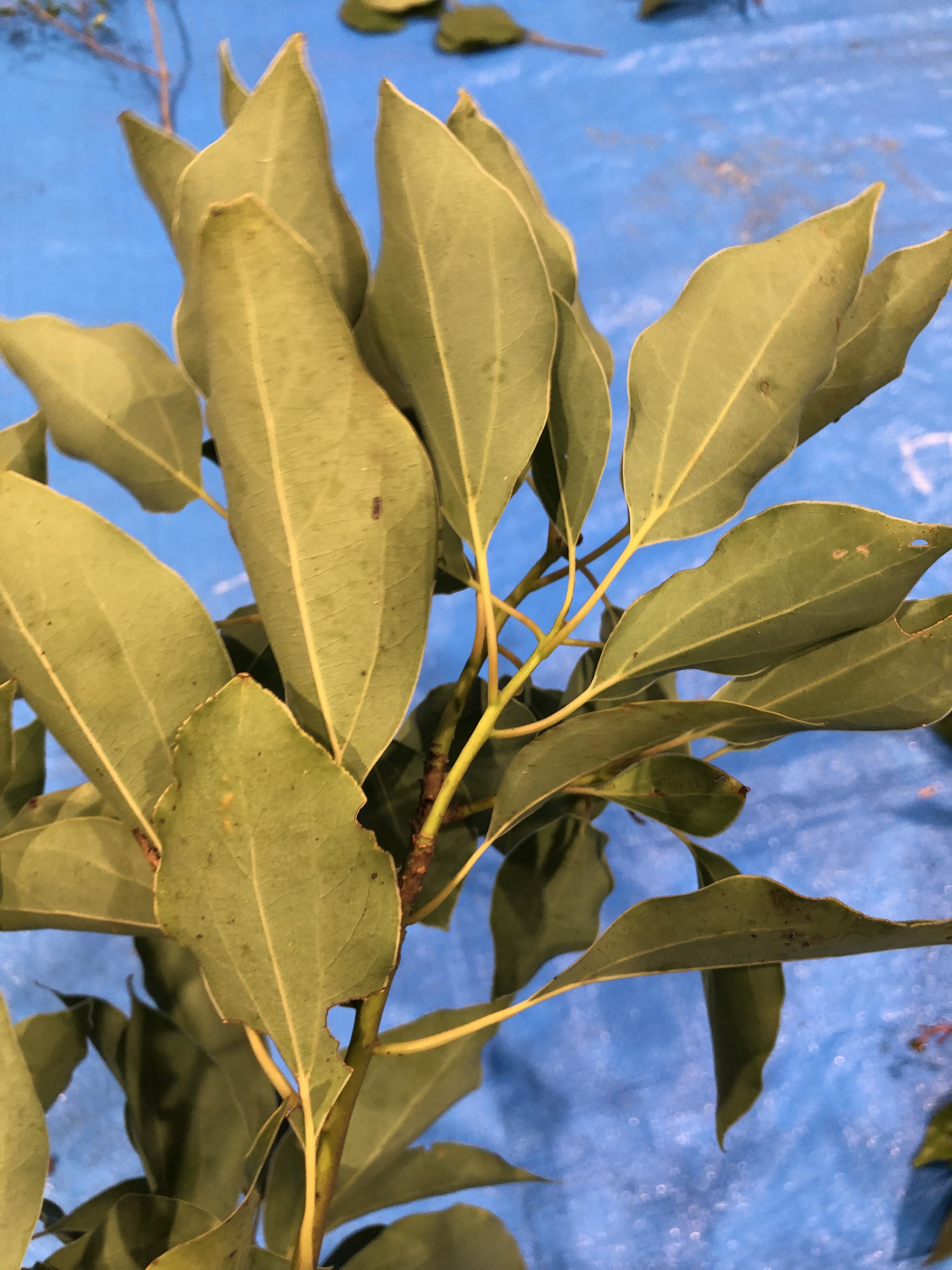 クスノキ - Cinnamomum camphora