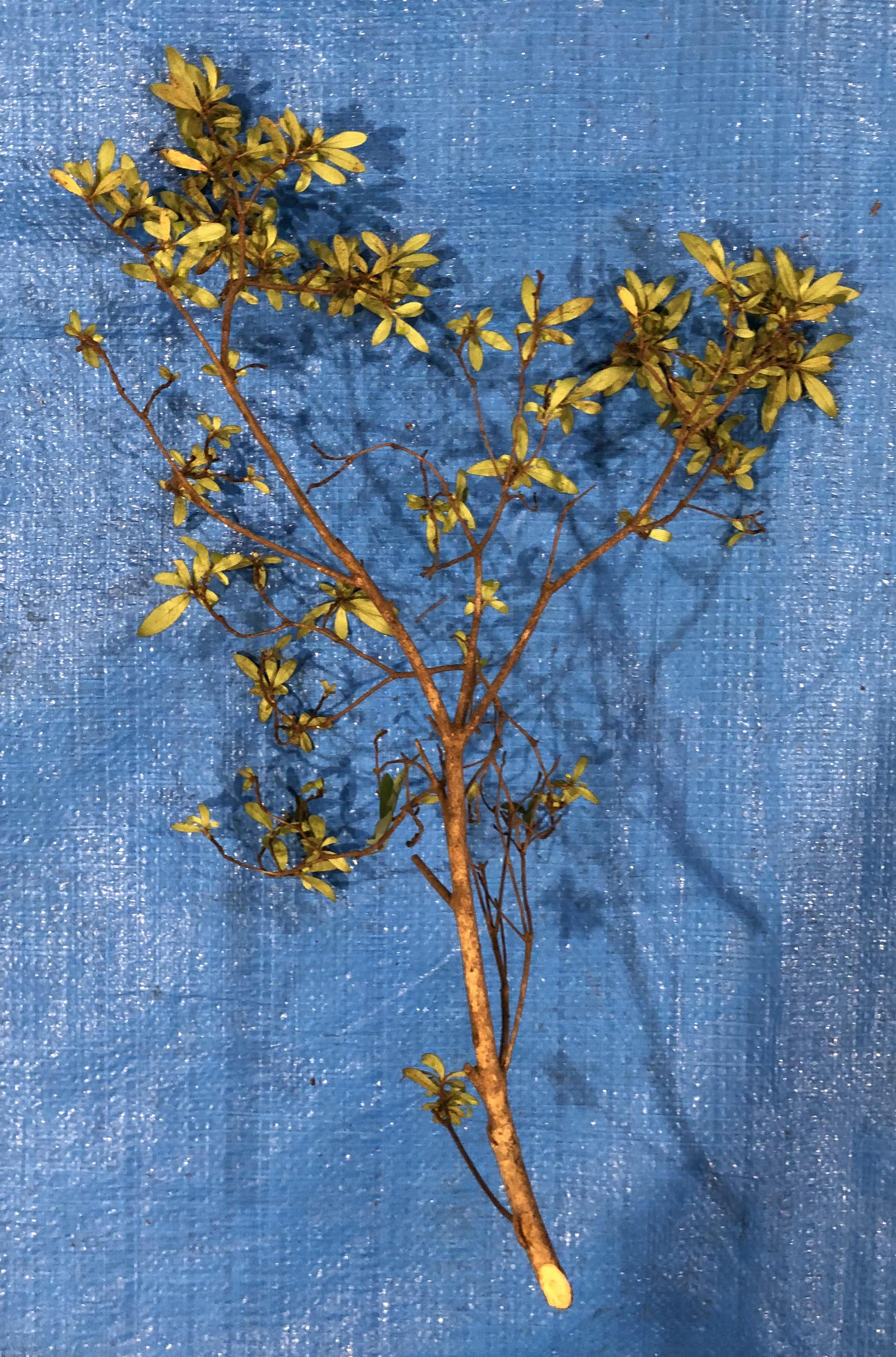 サツキツツジ - Rhododendron indicum