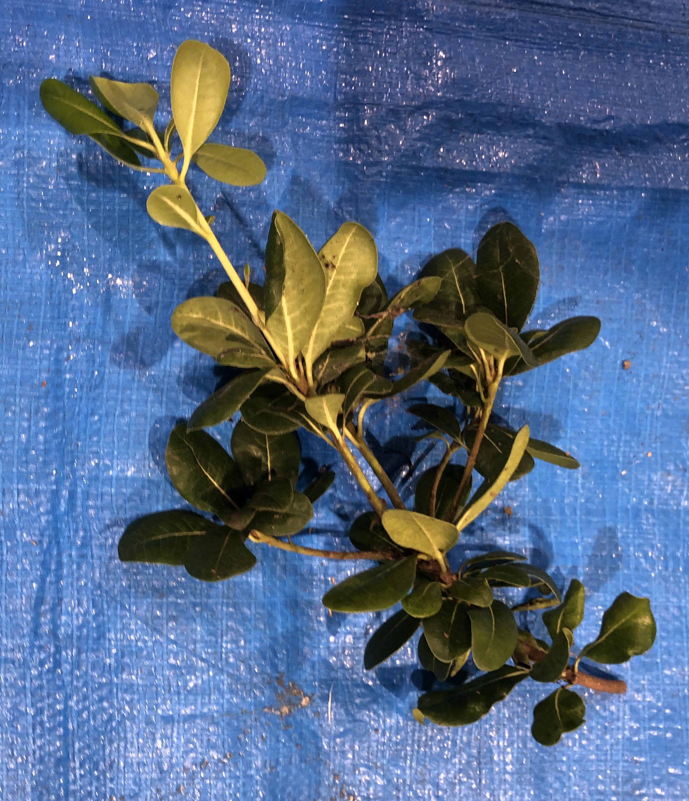 トベラ - Pittosporum tobira