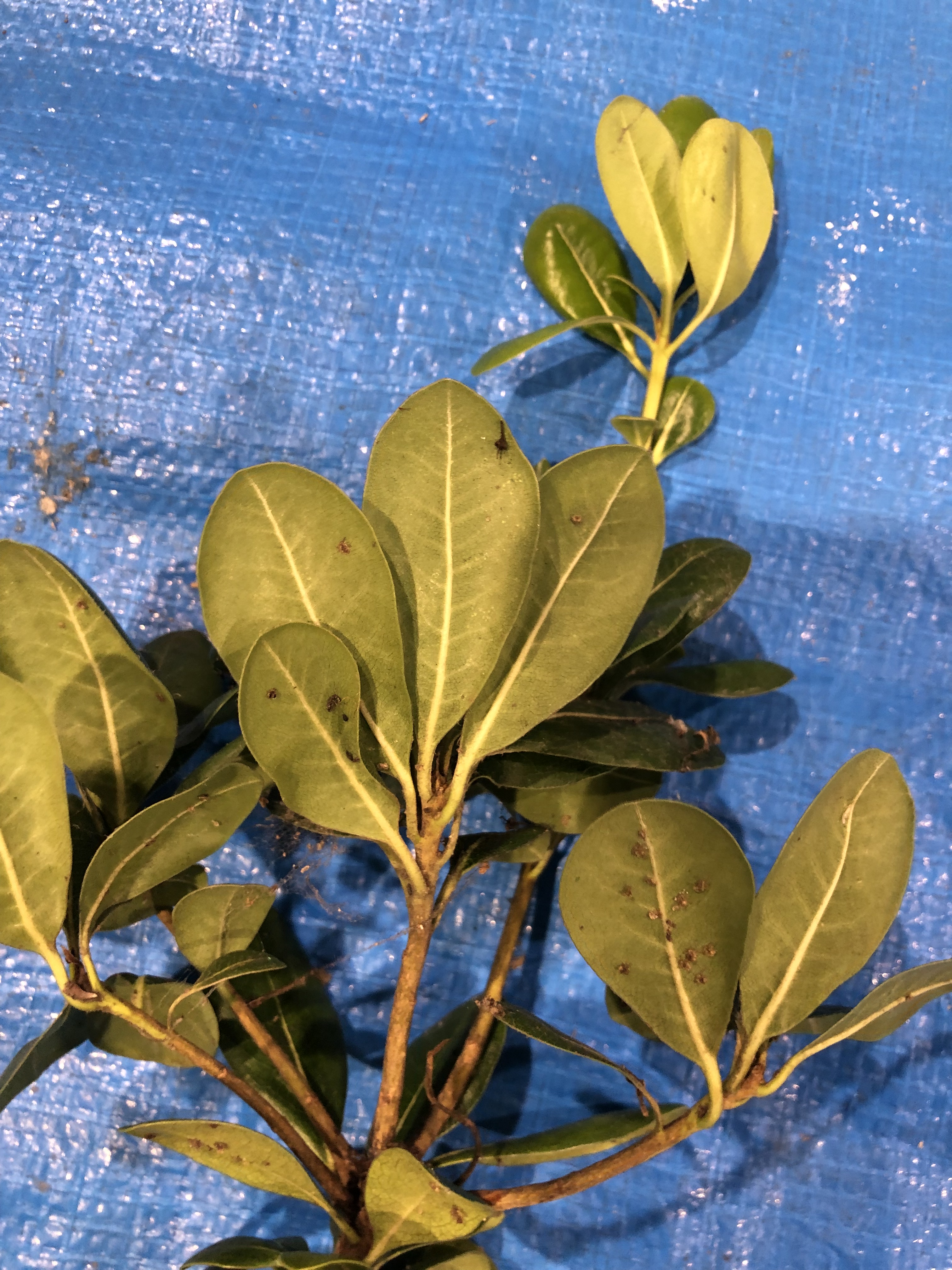 トベラ - Pittosporum tobira