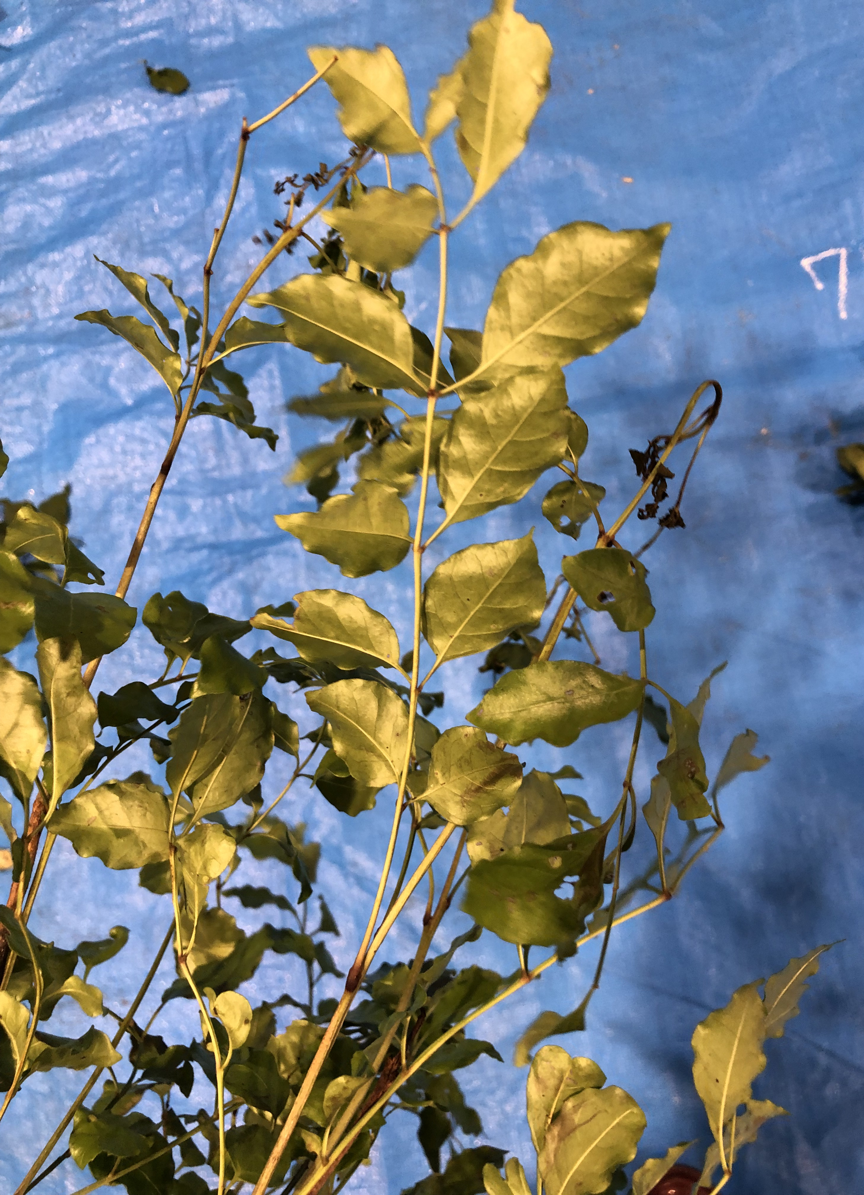 シマトネリコ - Fraxinus griffithii