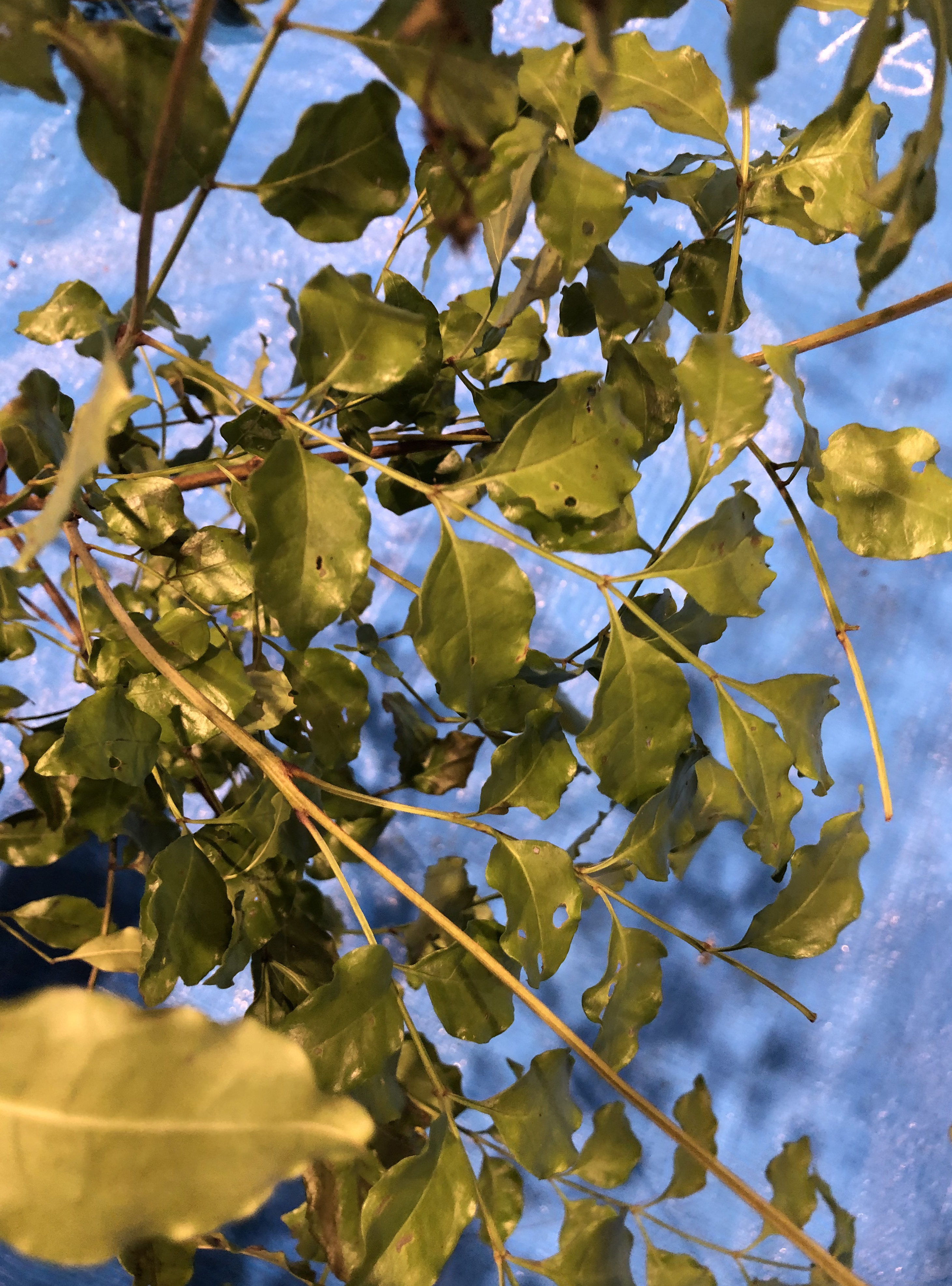 シマトネリコ - Fraxinus griffithii