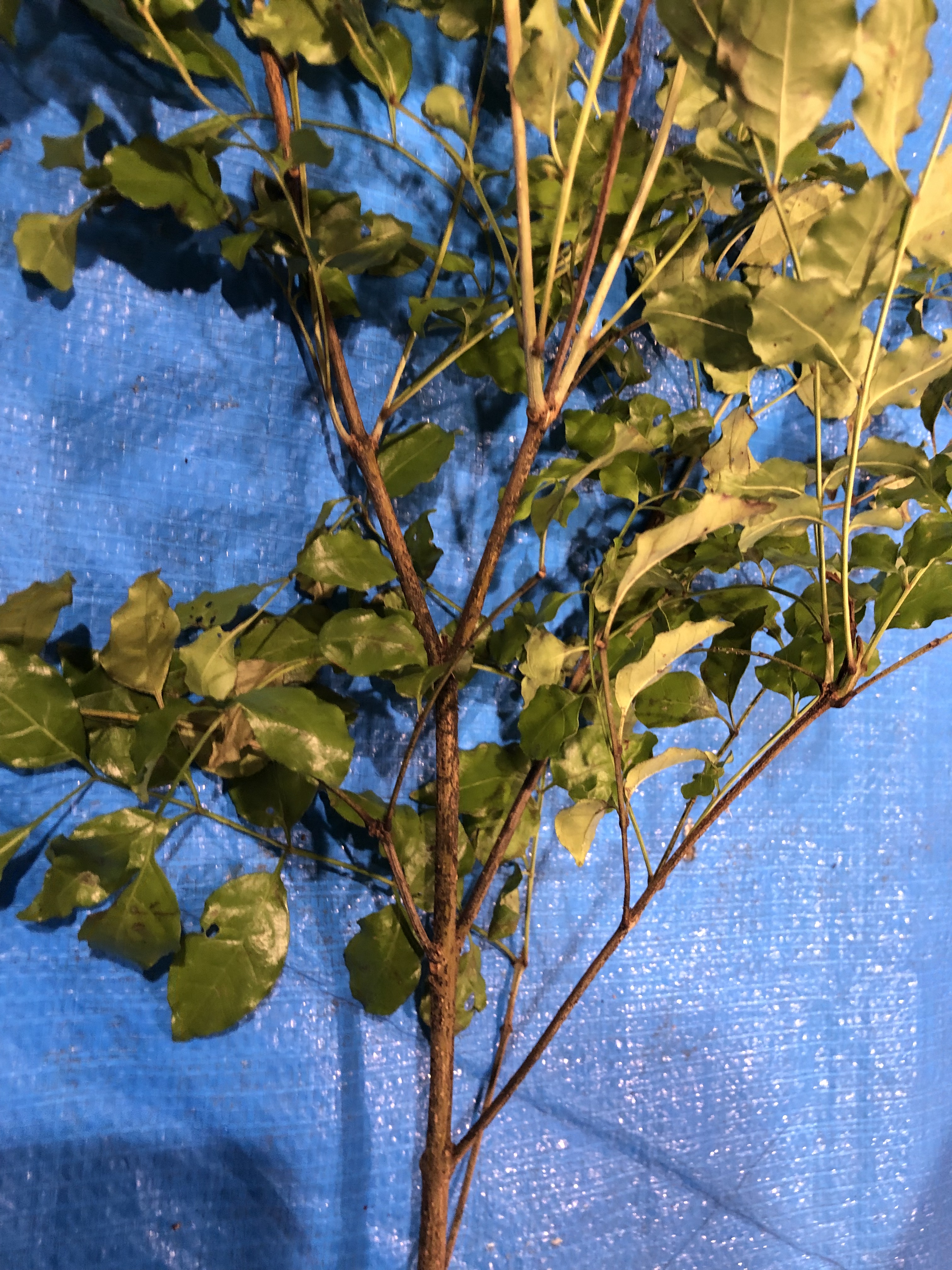 シマトネリコ - Fraxinus griffithii