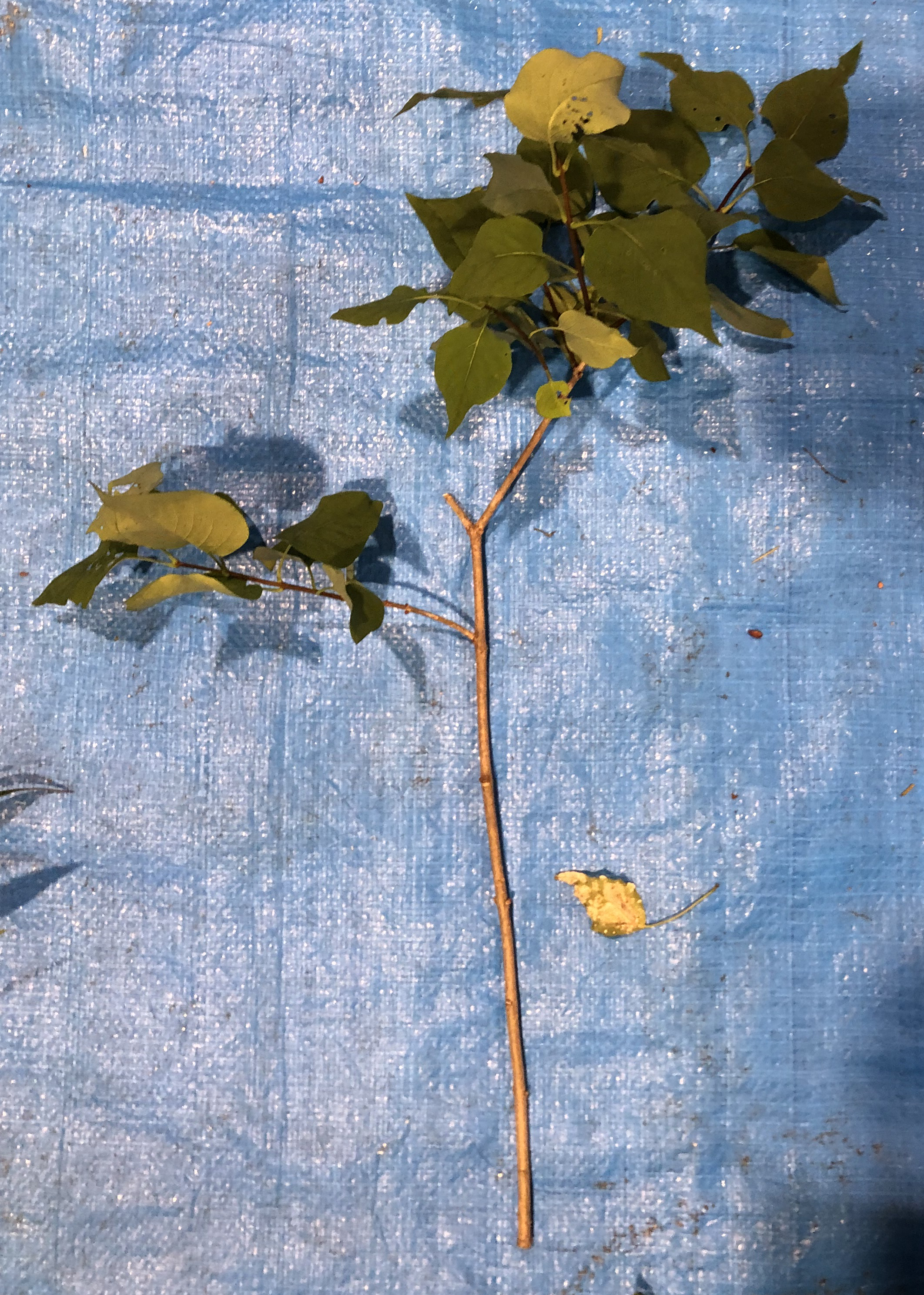 ライラック - Syringa vulgaris