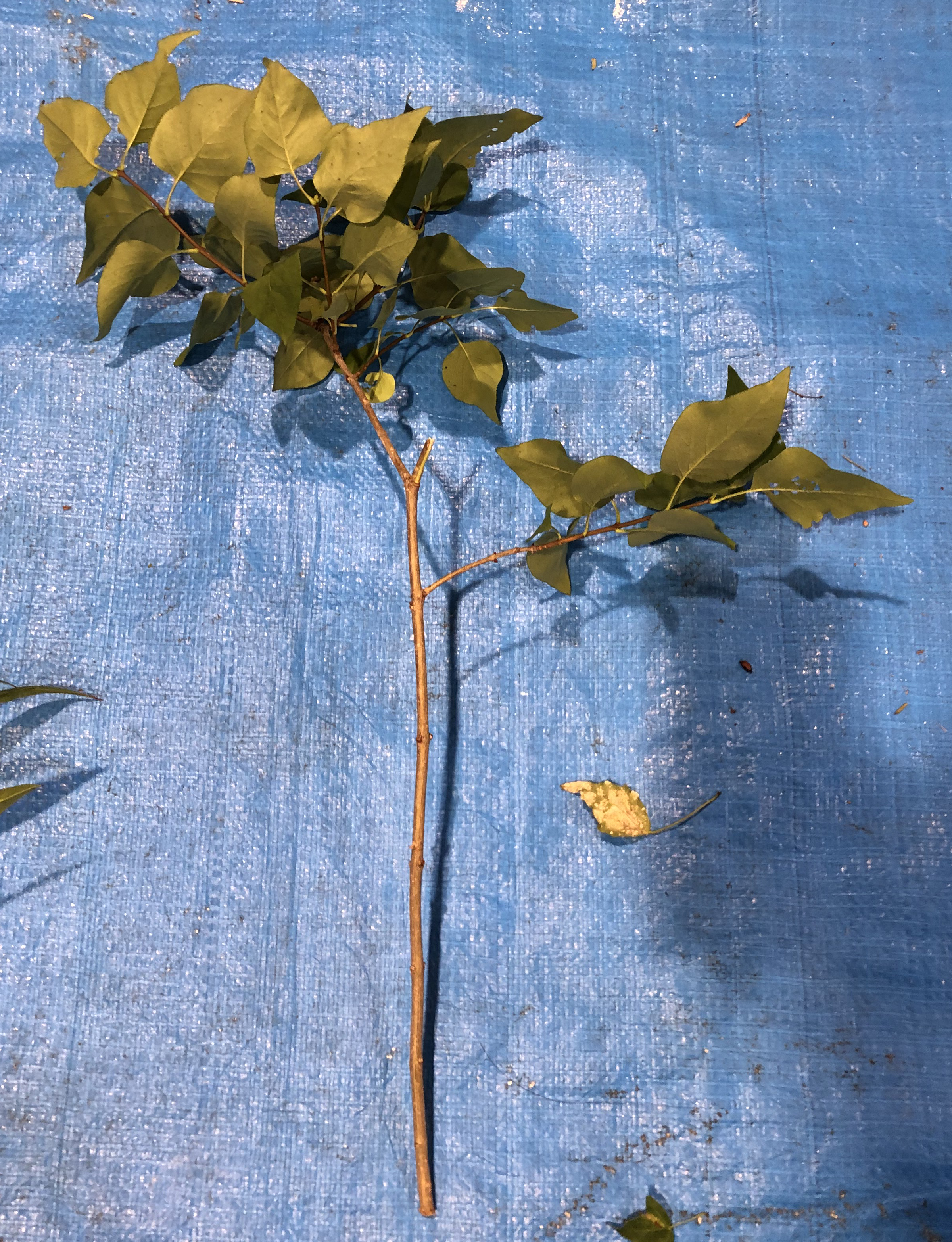 ライラック - Syringa vulgaris