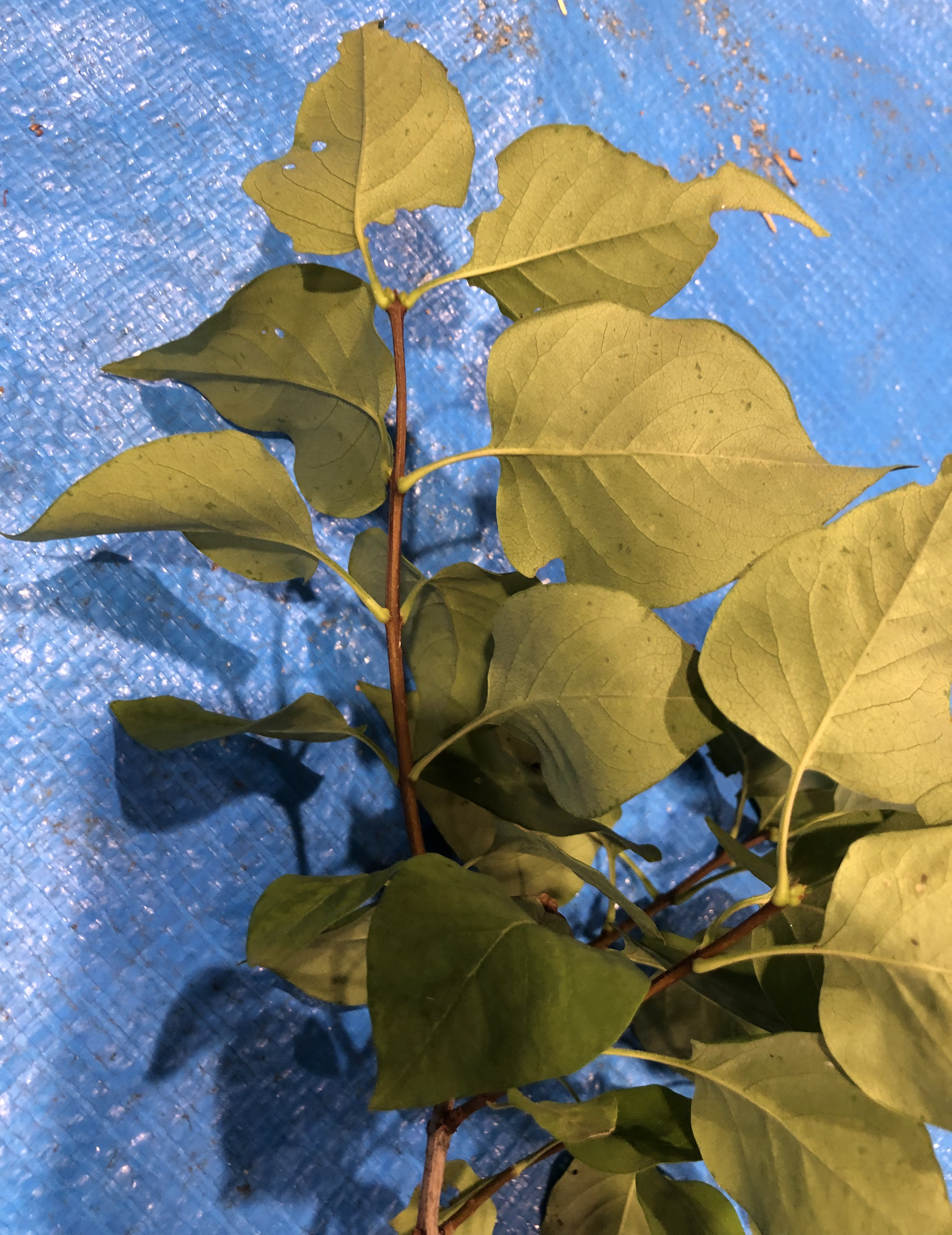 ライラック - Syringa vulgaris