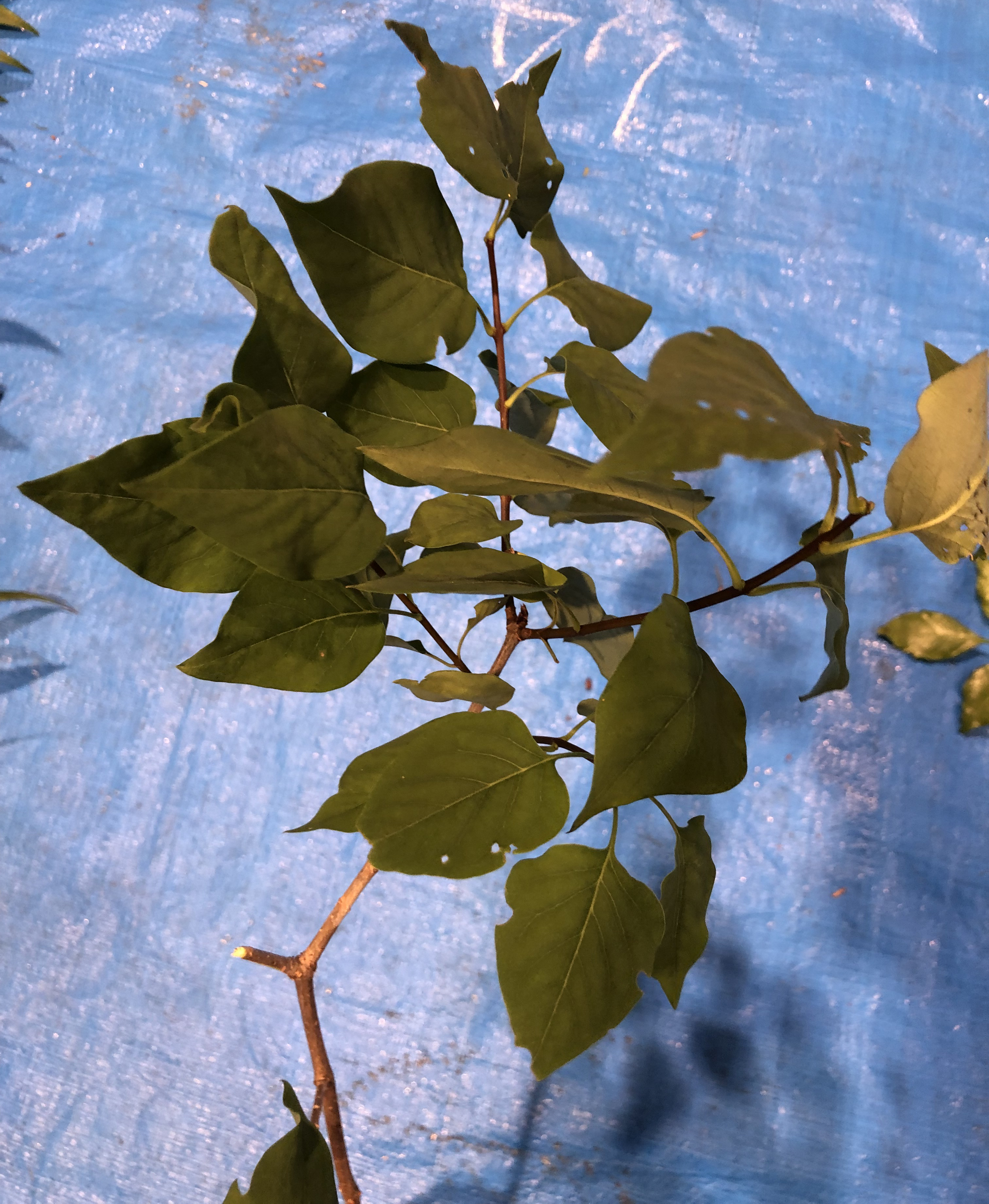 ライラック - Syringa vulgaris