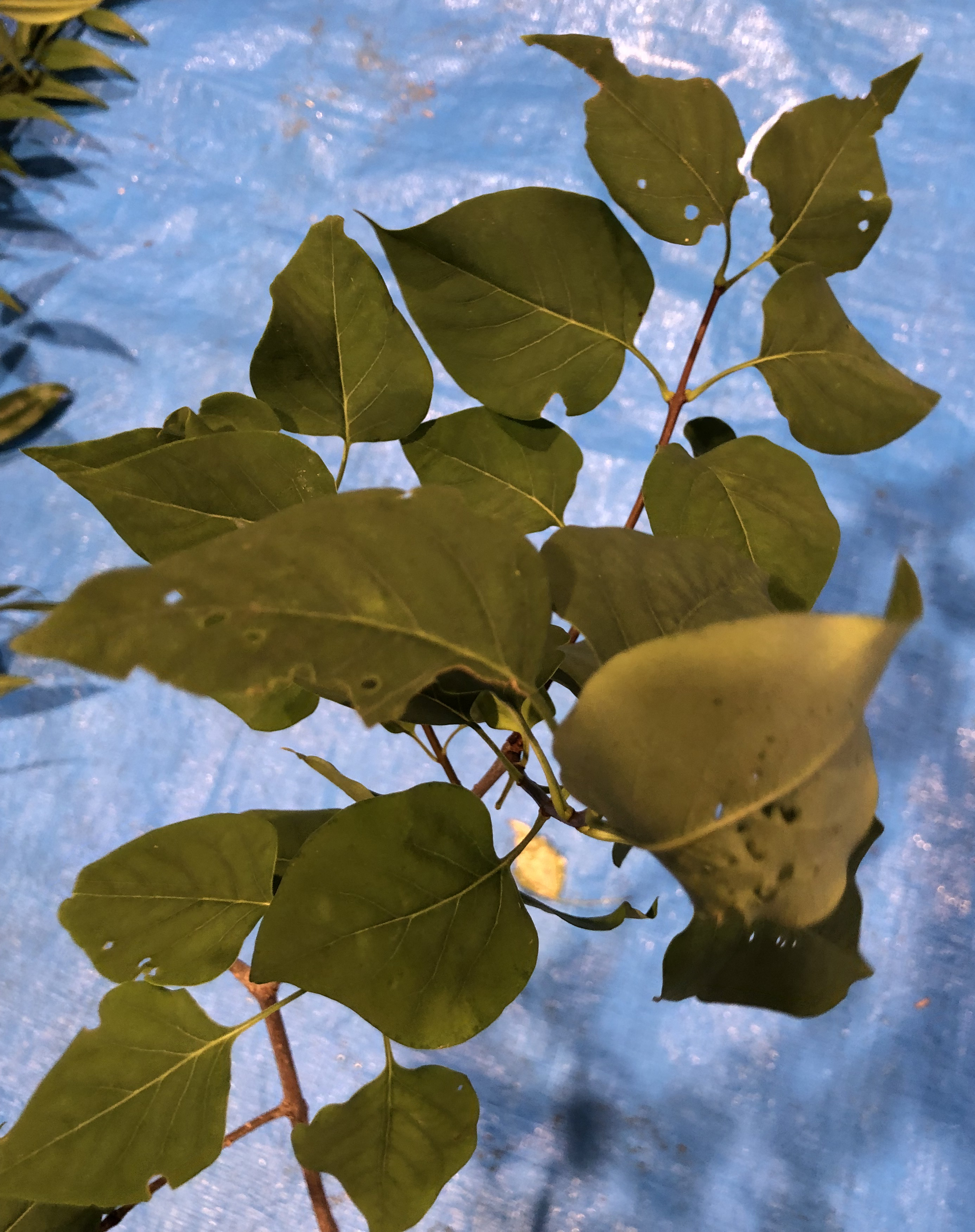 ライラック - Syringa vulgaris