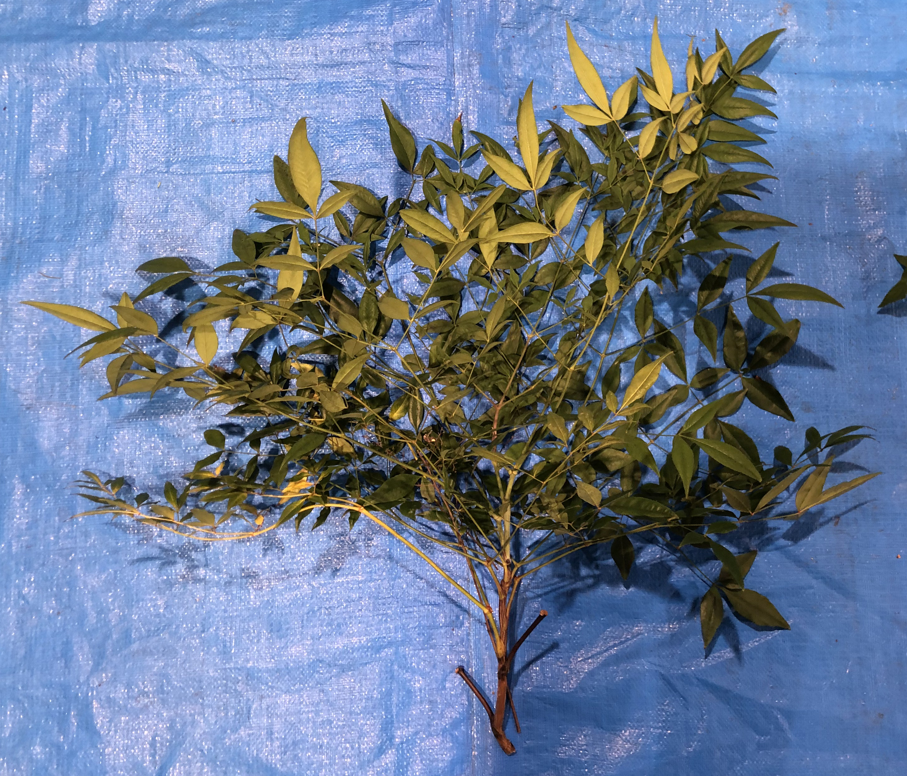 ナンテン - Nandina domestica