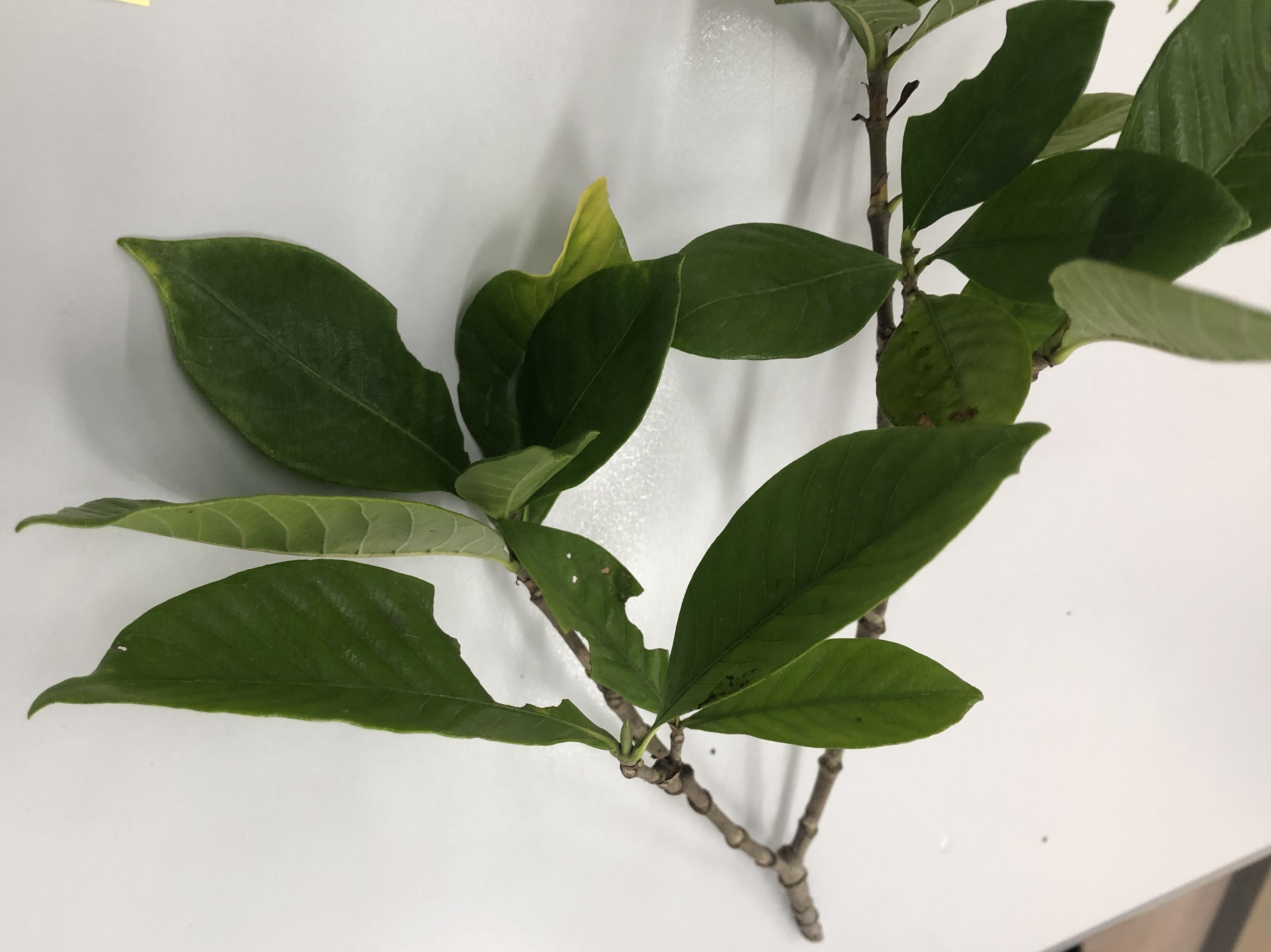 クチナシ - Gardenia jasminoides