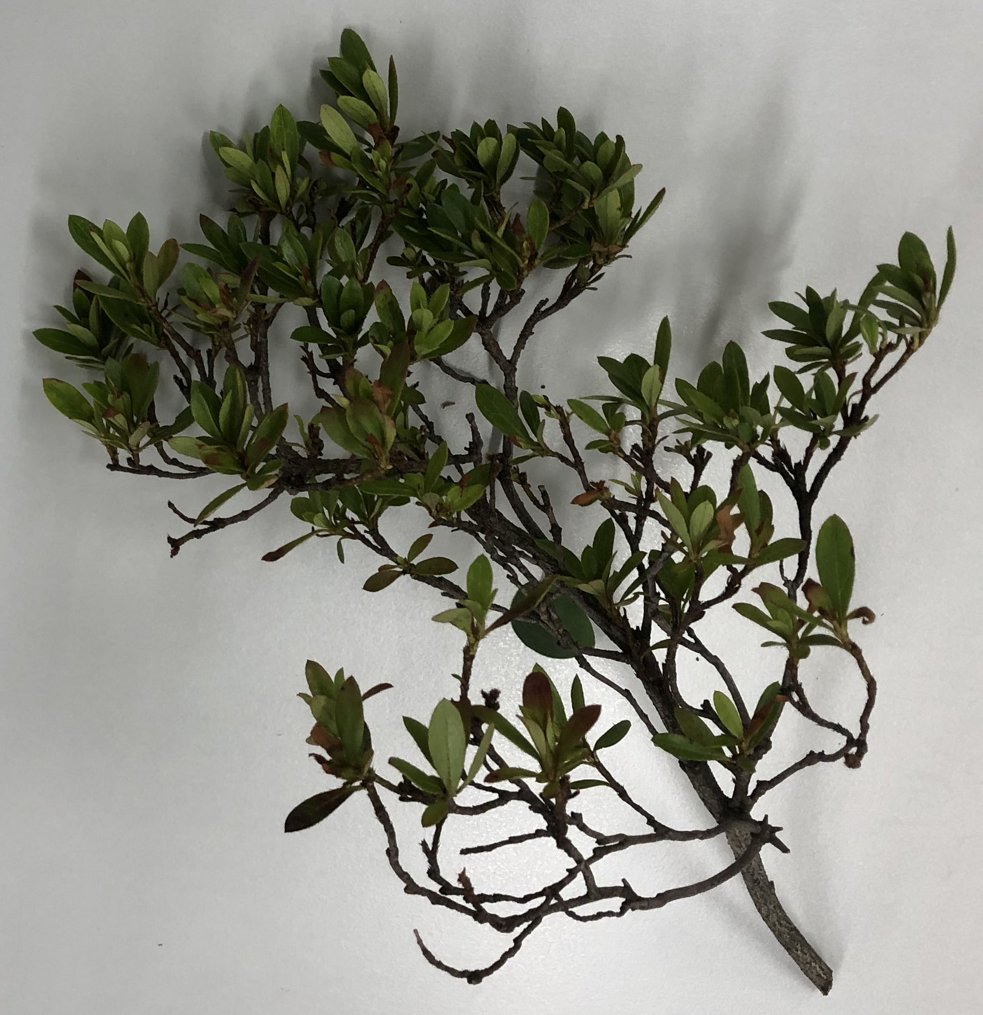 サツキツツジ - Rhododendron indicum