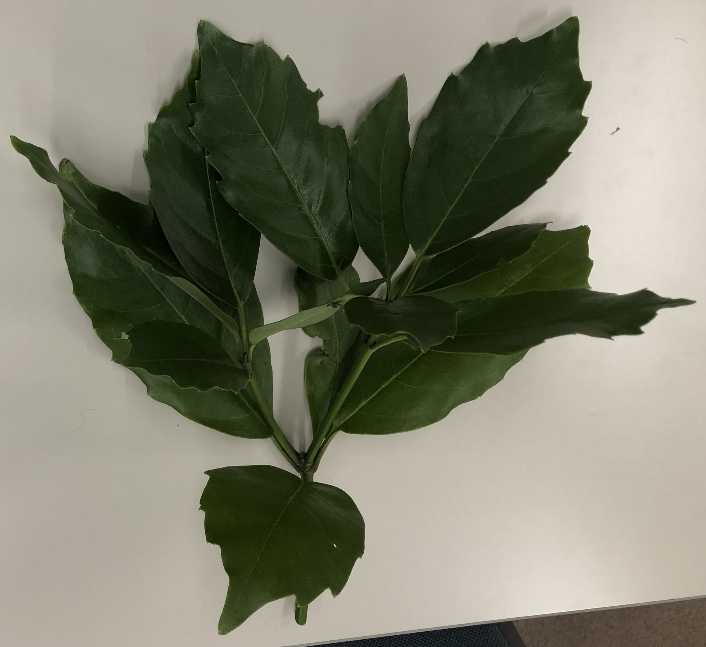 アオキ - Aucuba japonica