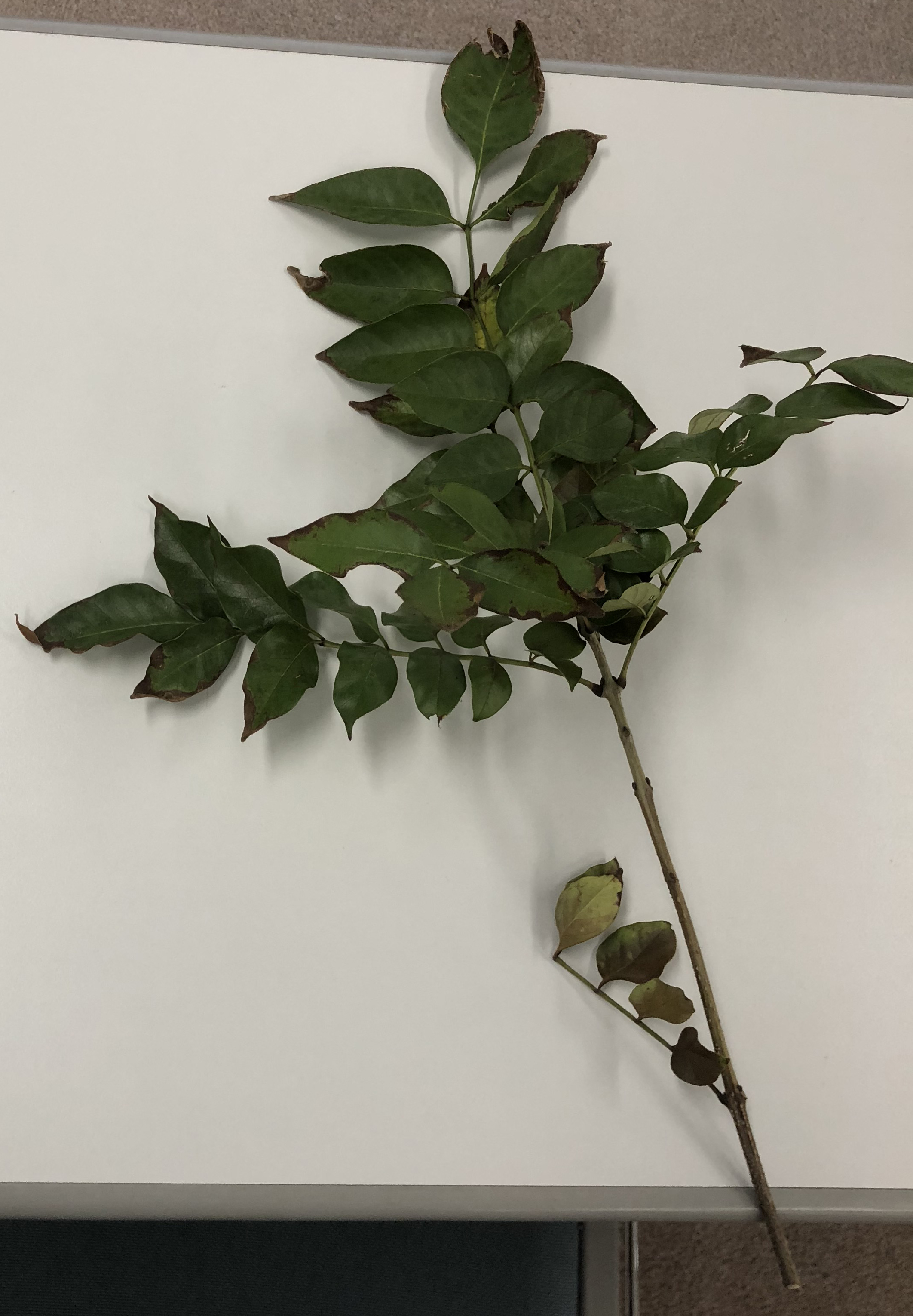 シマトネリコ - Fraxinus griffithii