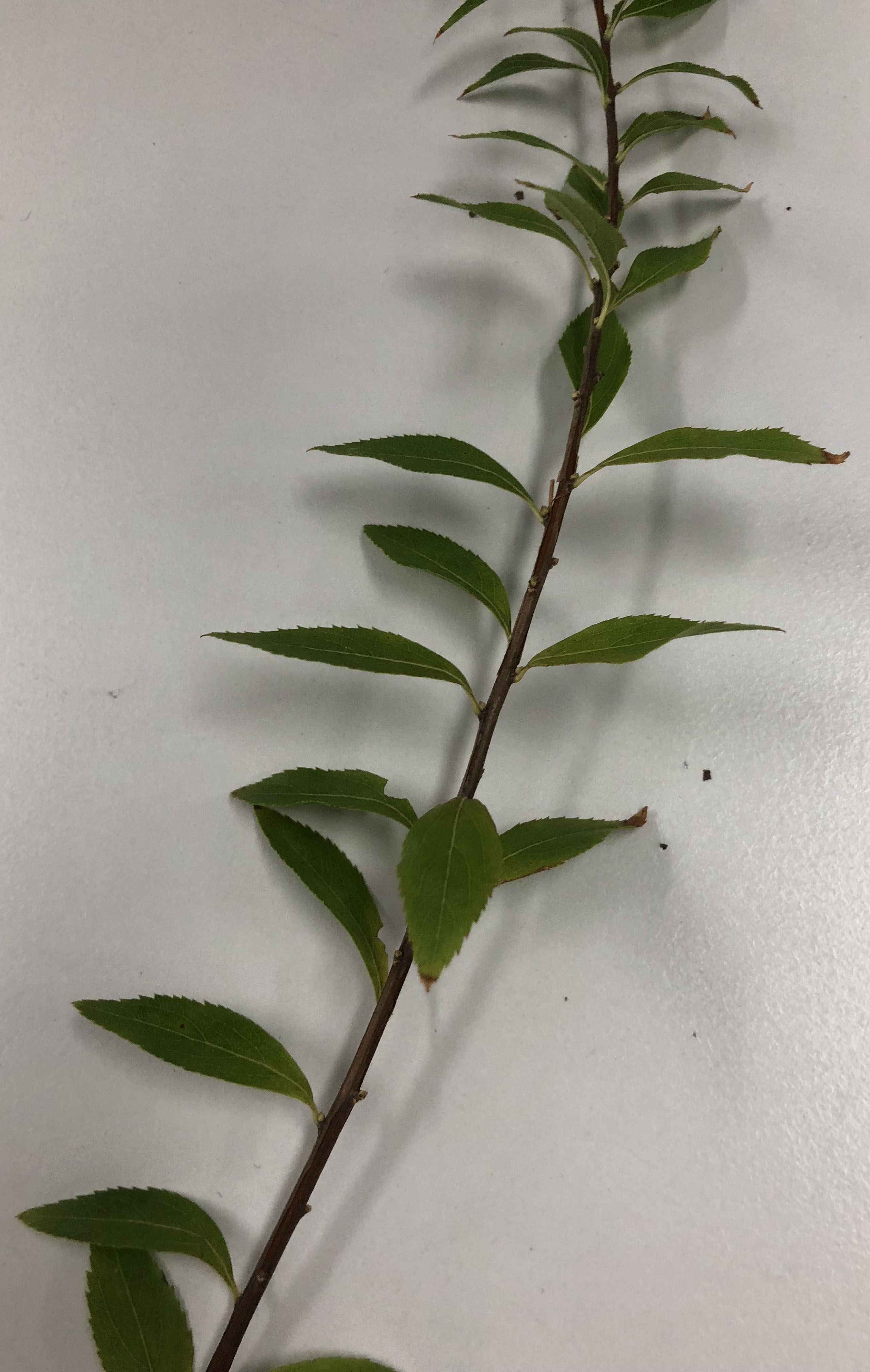 ユキヤナギ - Spiraea thunbergii