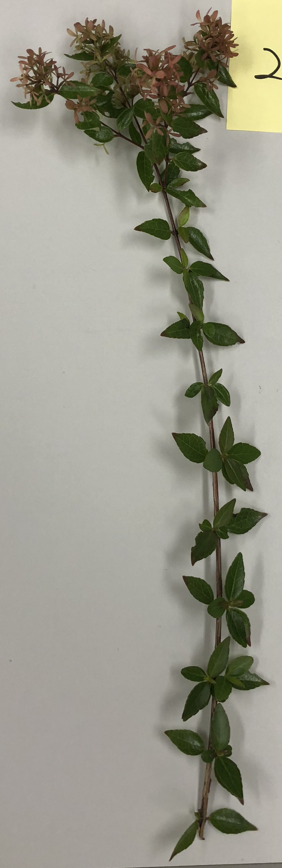 アベリア - Abelia x grandiflora