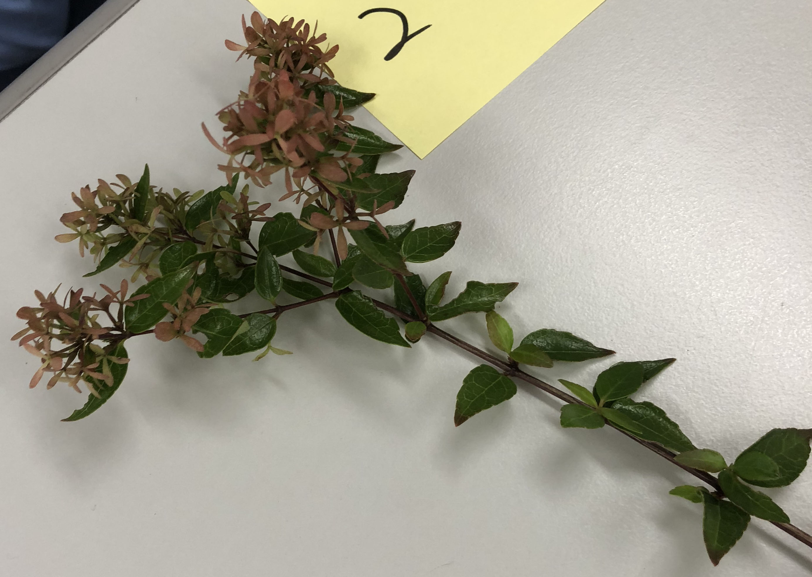 アベリア - Abelia x grandiflora