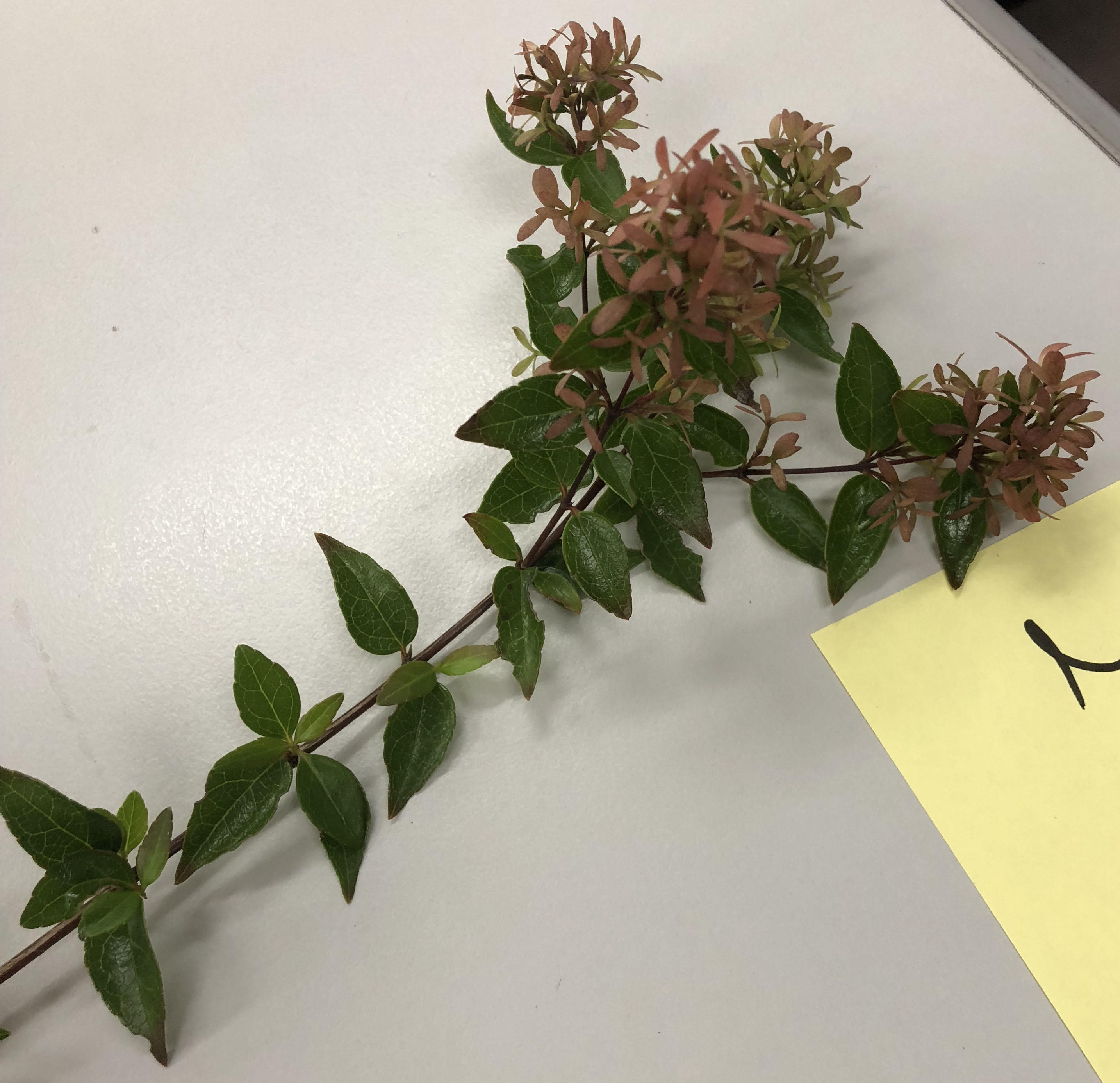 アベリア - Abelia x grandiflora