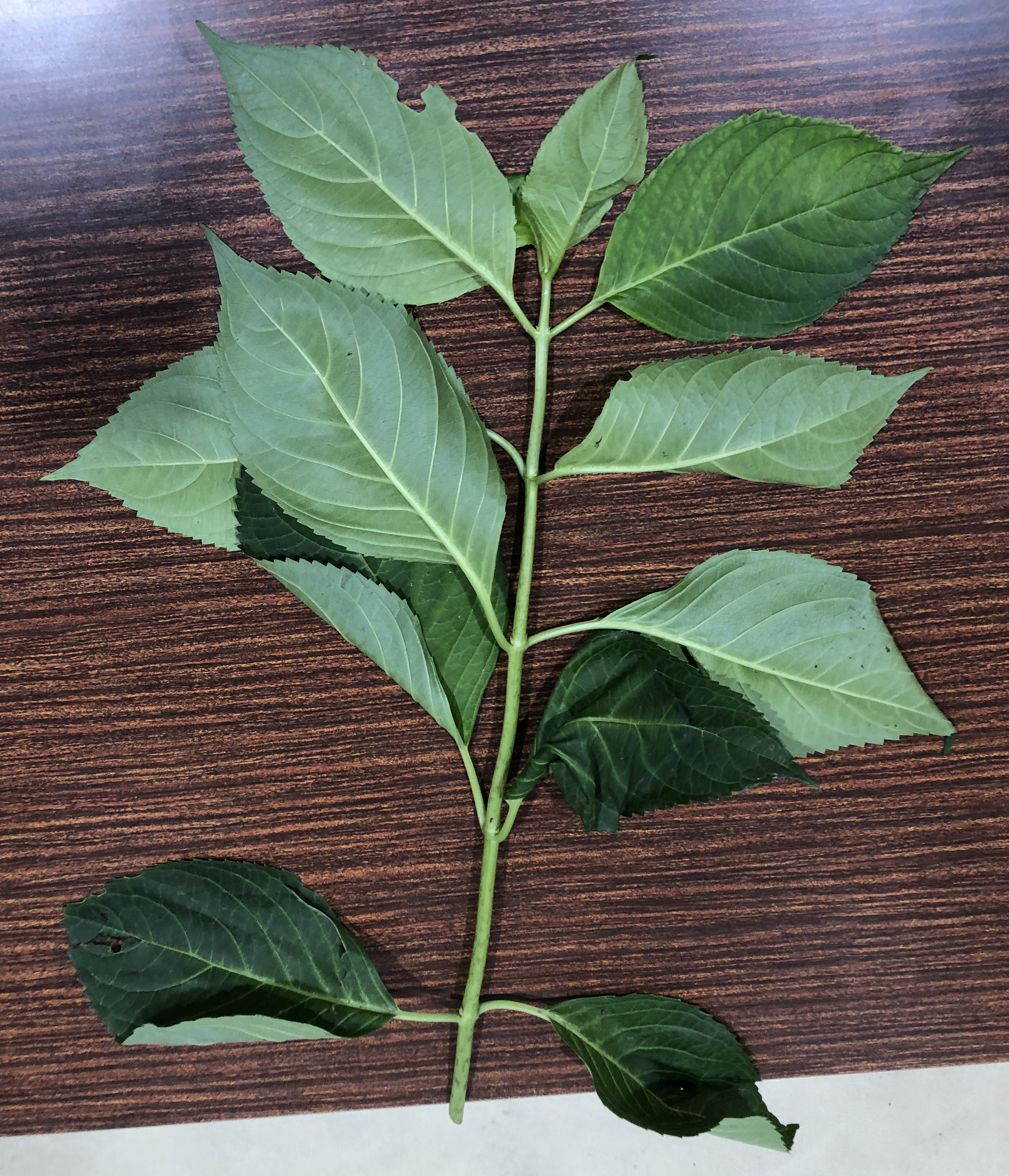 アジサイ - Hydrangea macrophylla