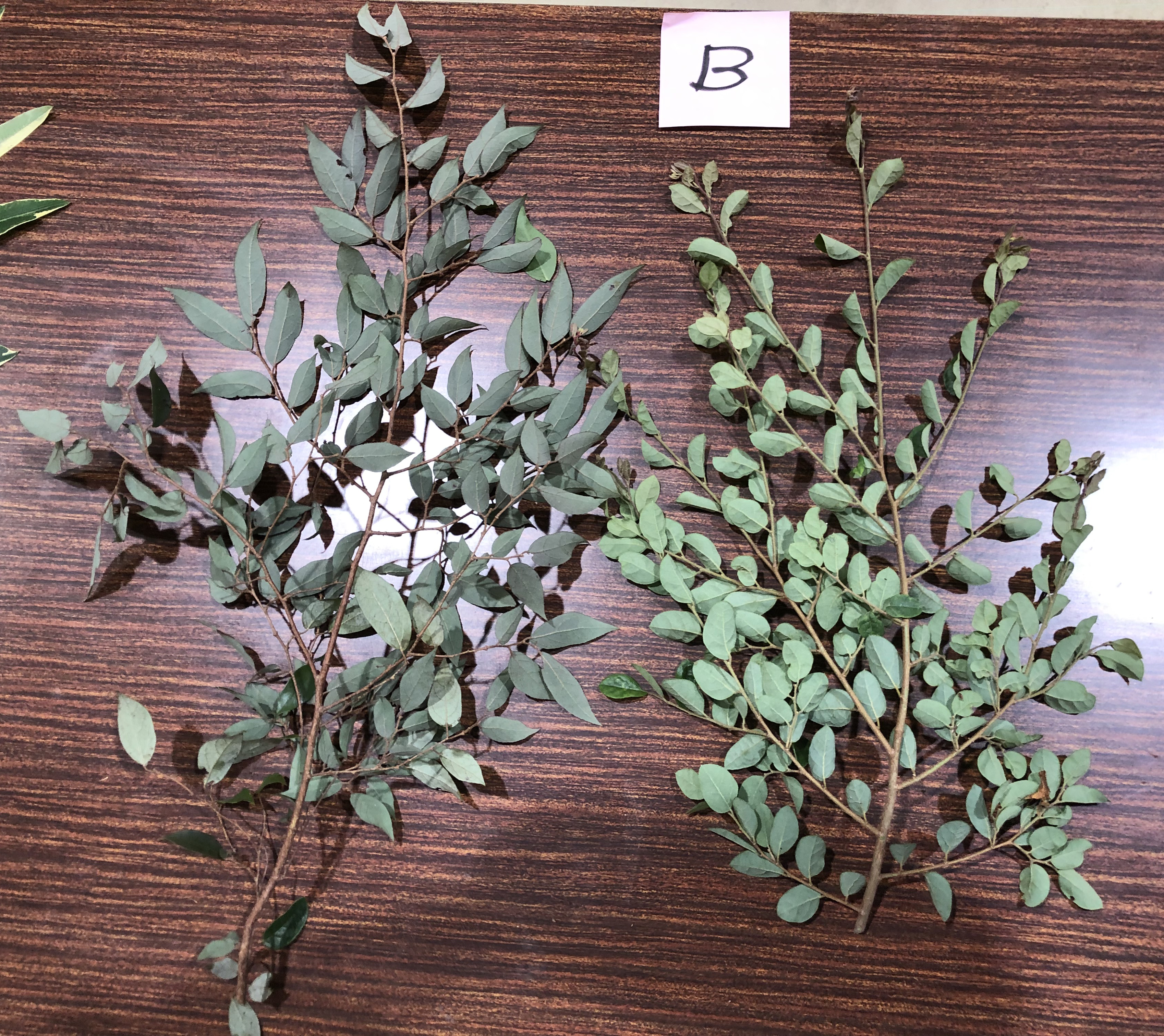 トキワマンサク - Loropetalum chinense