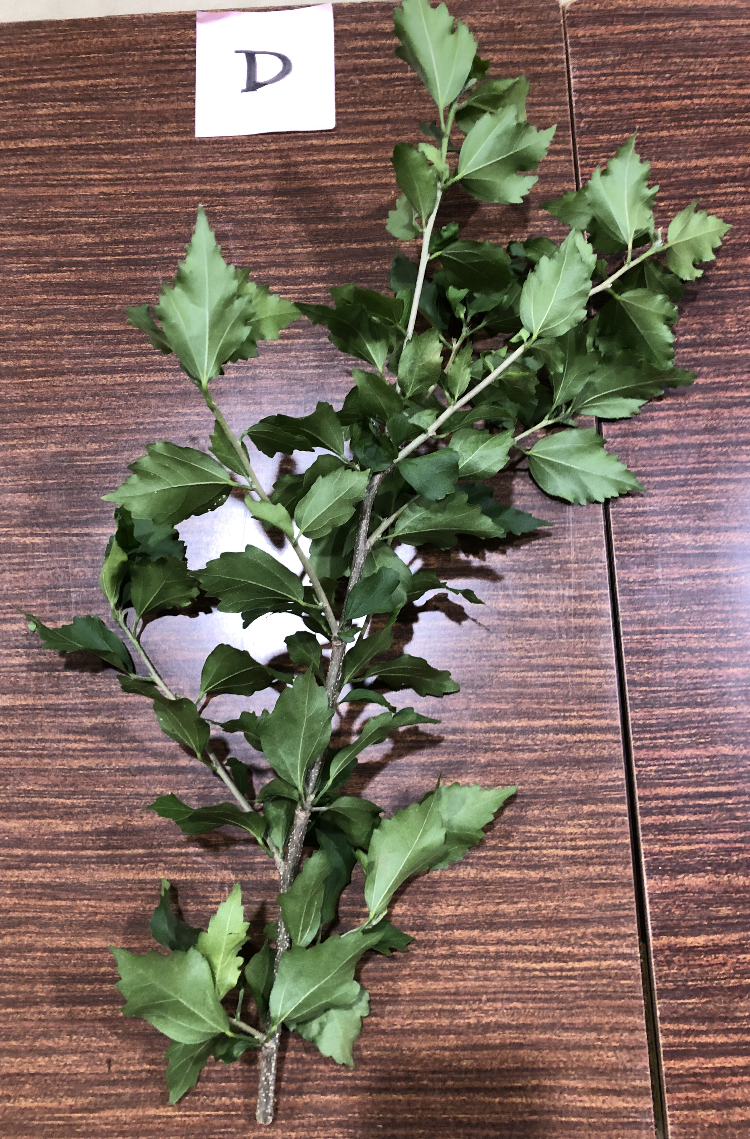 ムクゲ - Hibiscus syriacus