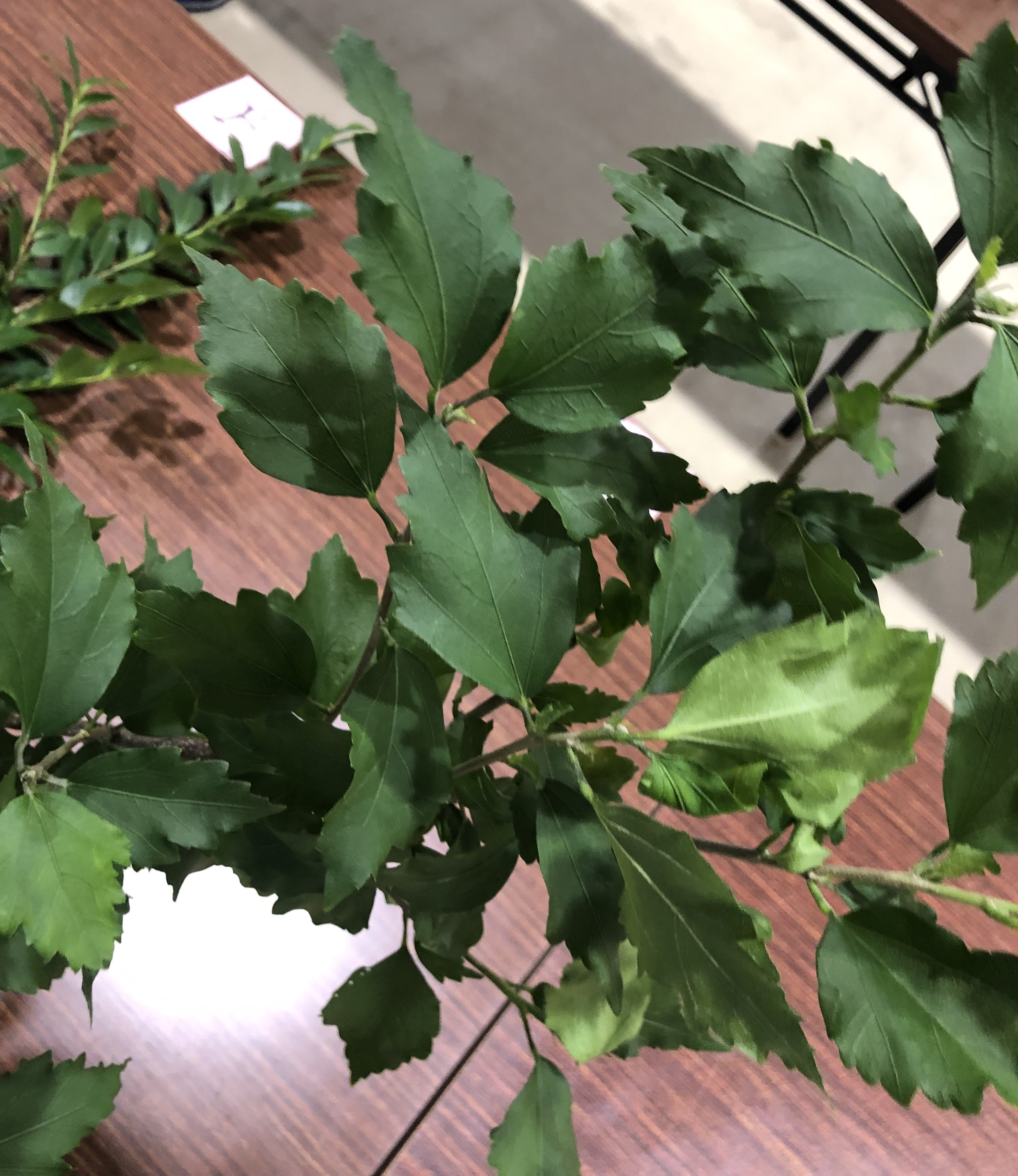 ムクゲ - Hibiscus syriacus