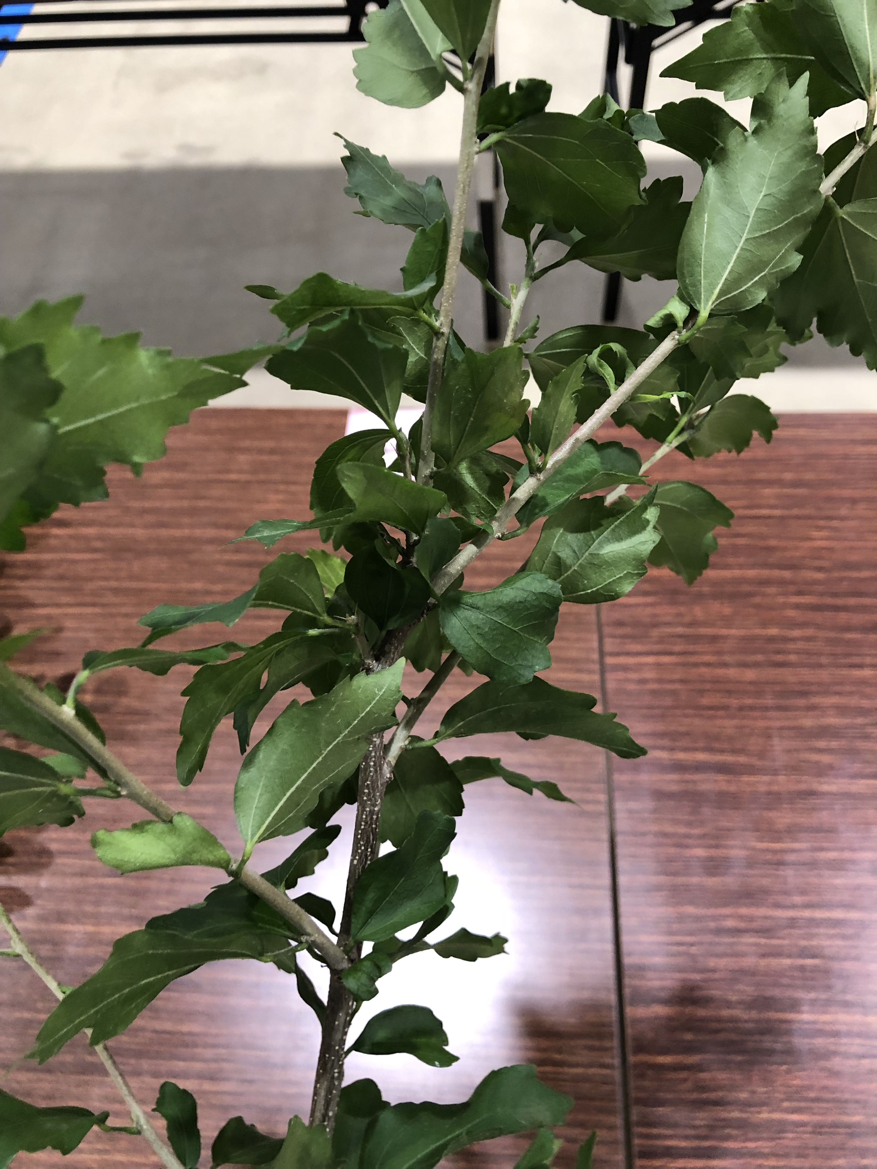 ムクゲ - Hibiscus syriacus