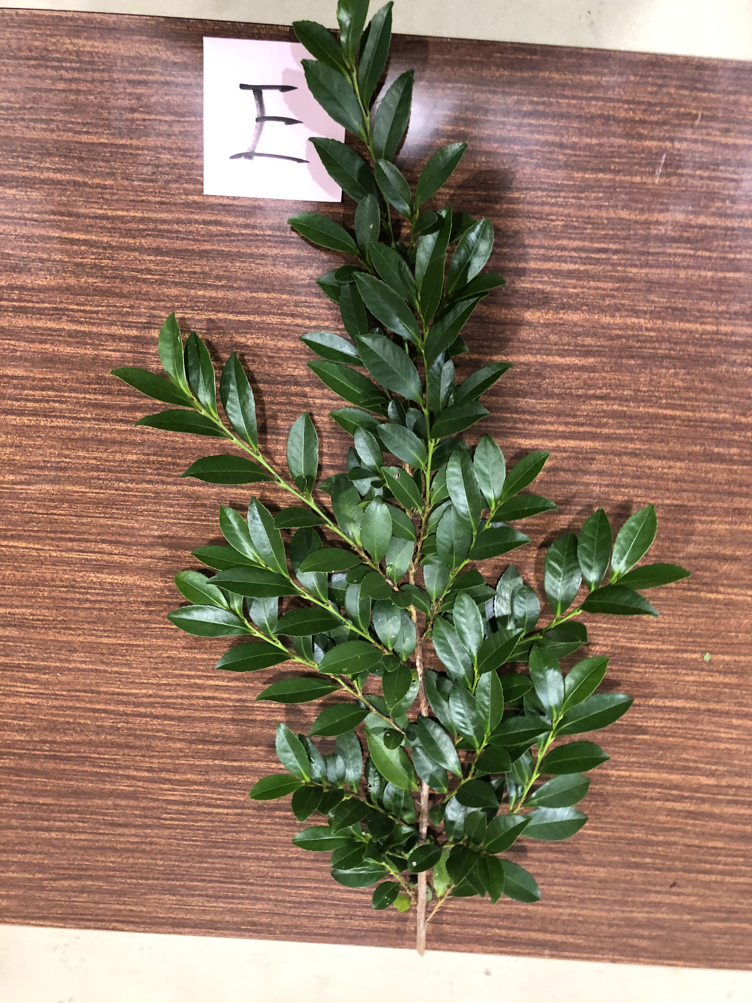 ヒサカキ - Eurya japonica