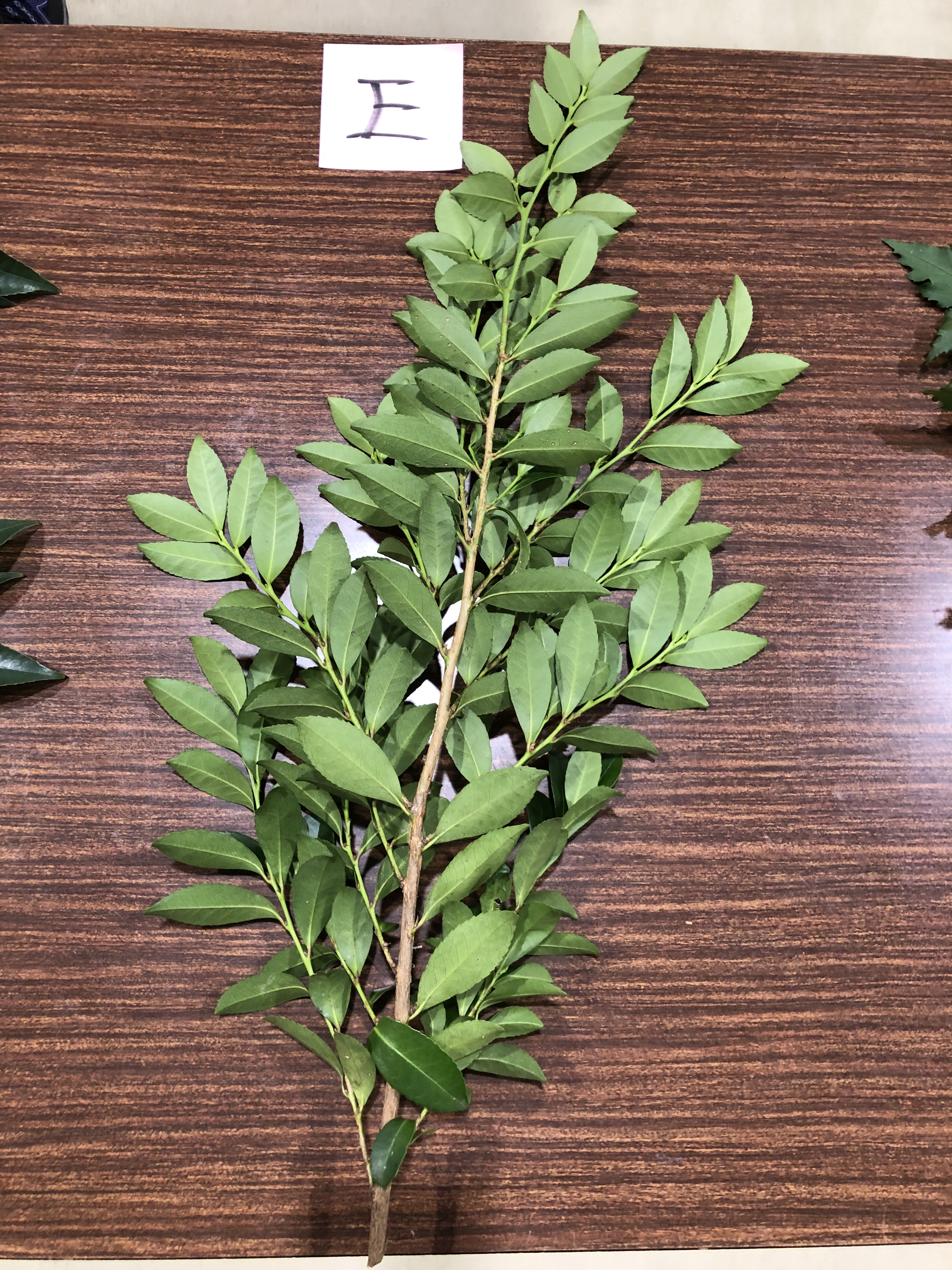 ヒサカキ - Eurya japonica