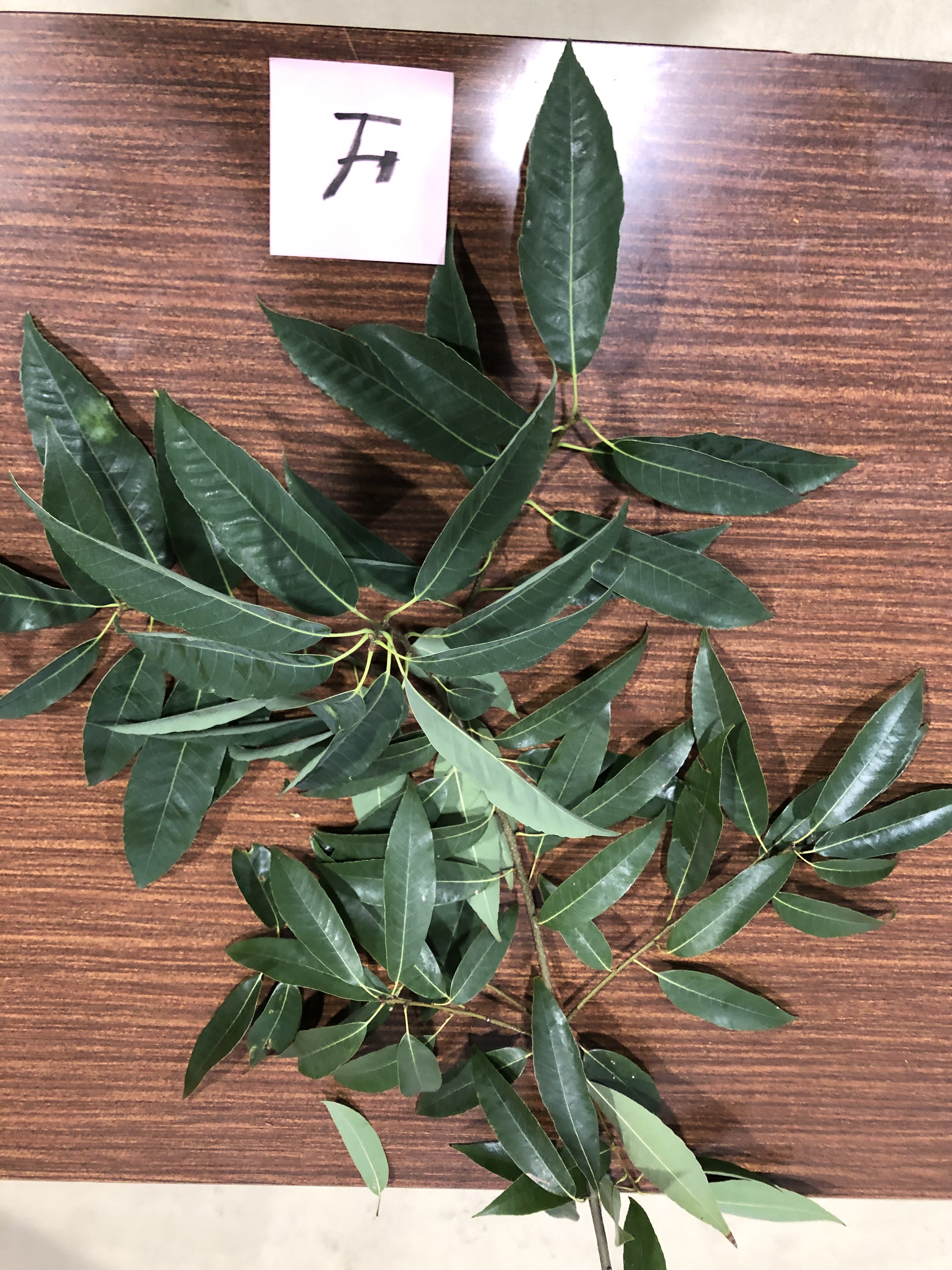 シラカシ - Quercus myrsinifolia