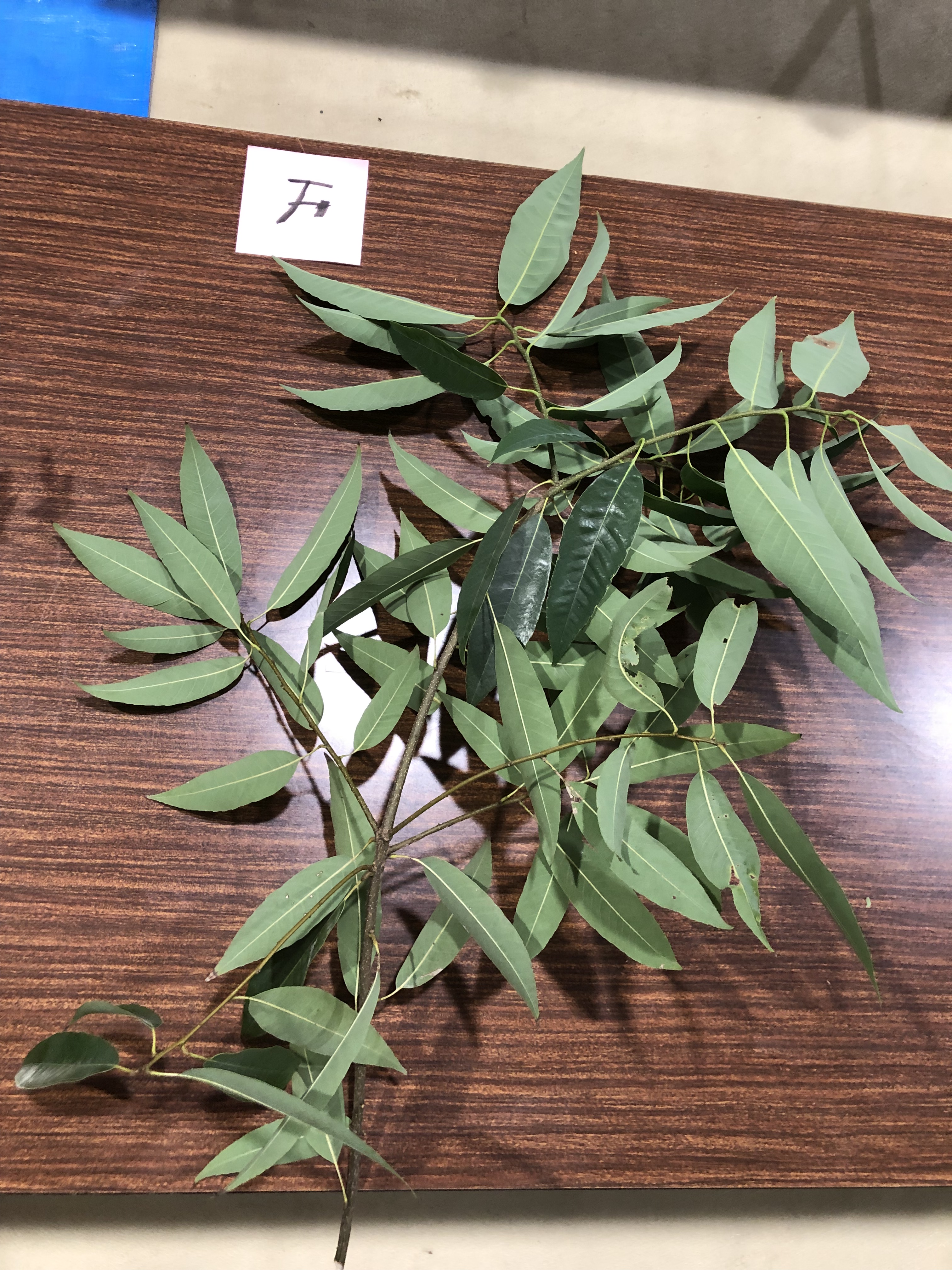 シラカシ - Quercus myrsinifolia