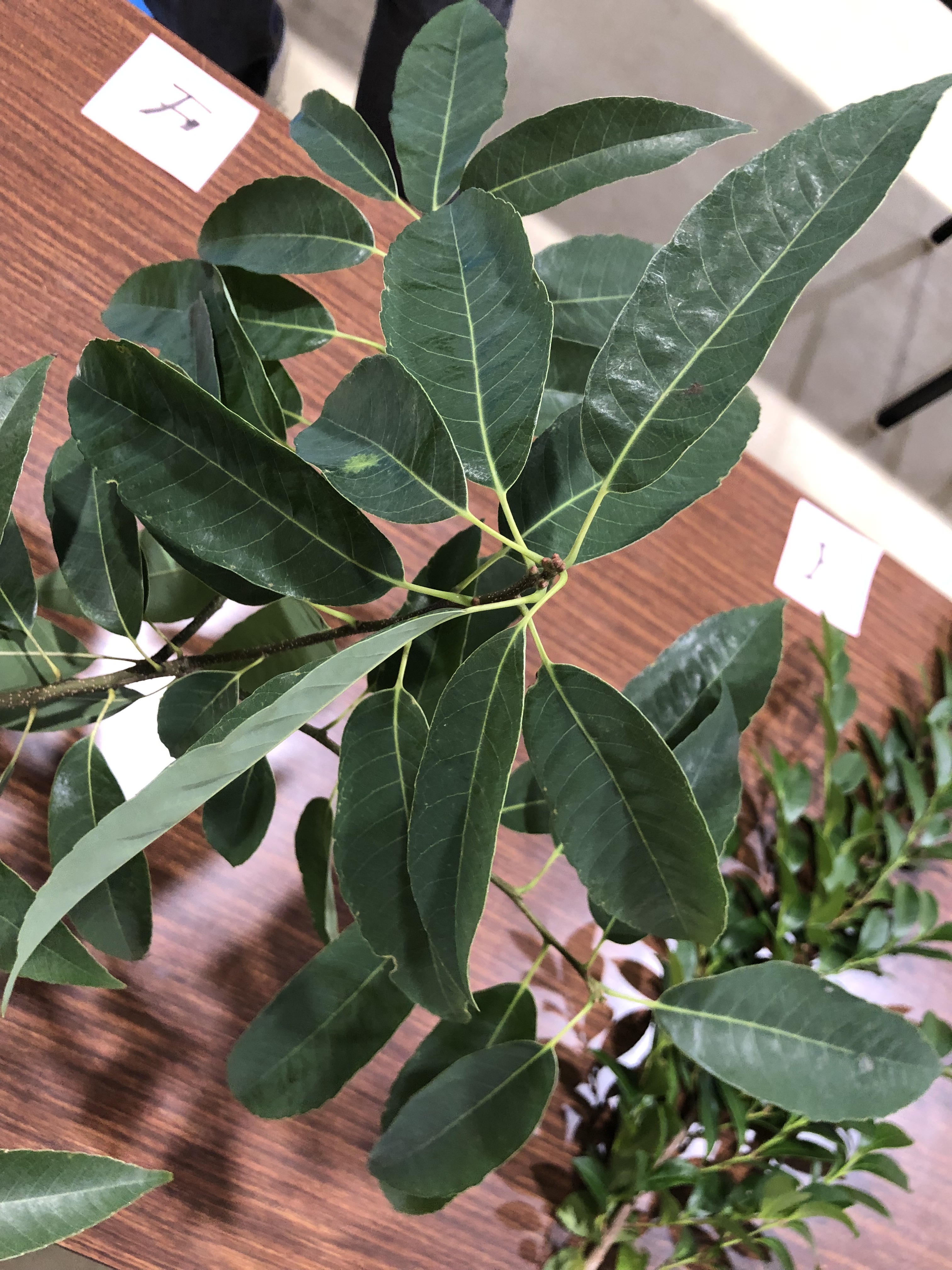 シラカシ - Quercus myrsinifolia