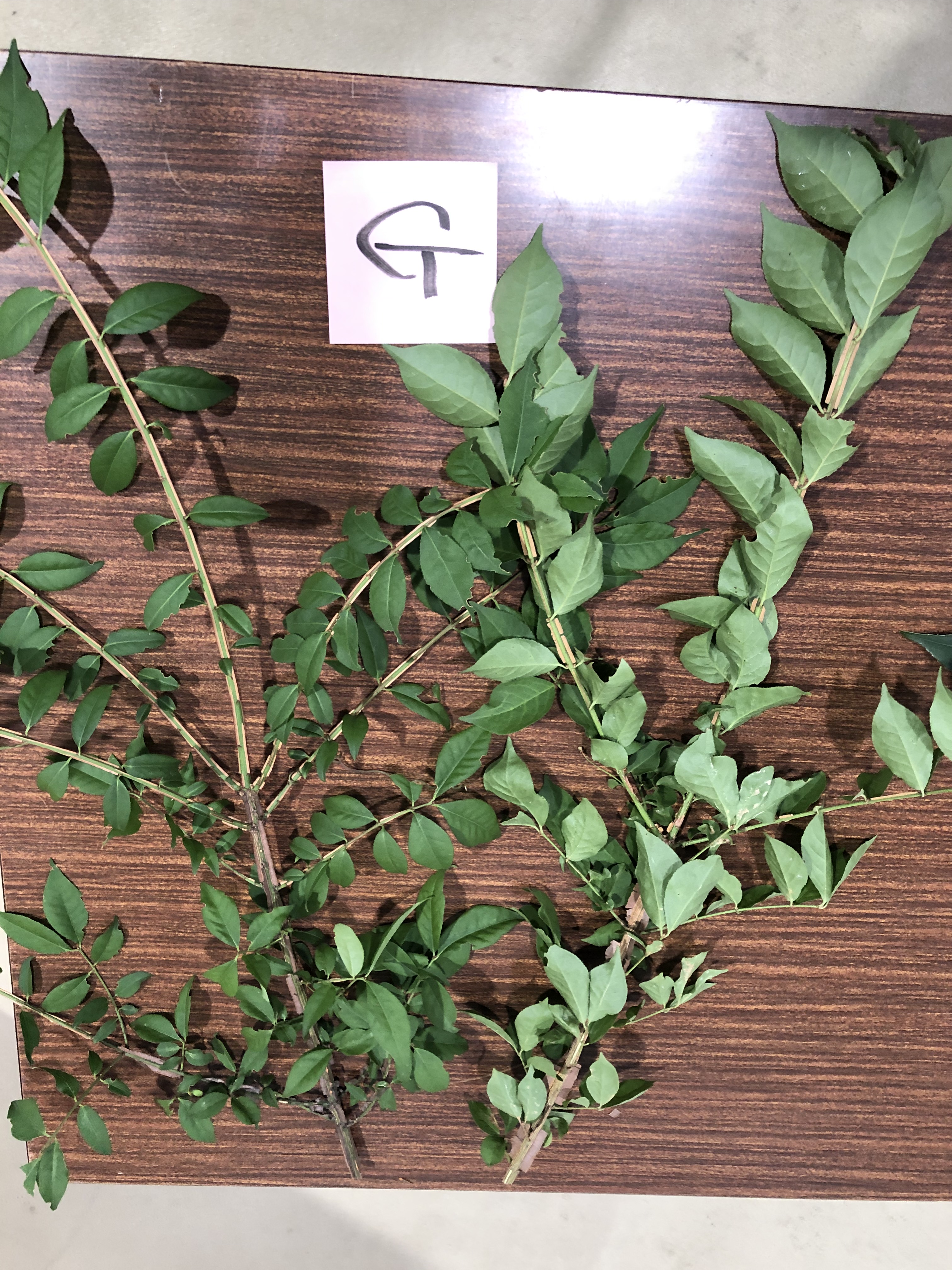 ニシキギ - Euonymus alatus