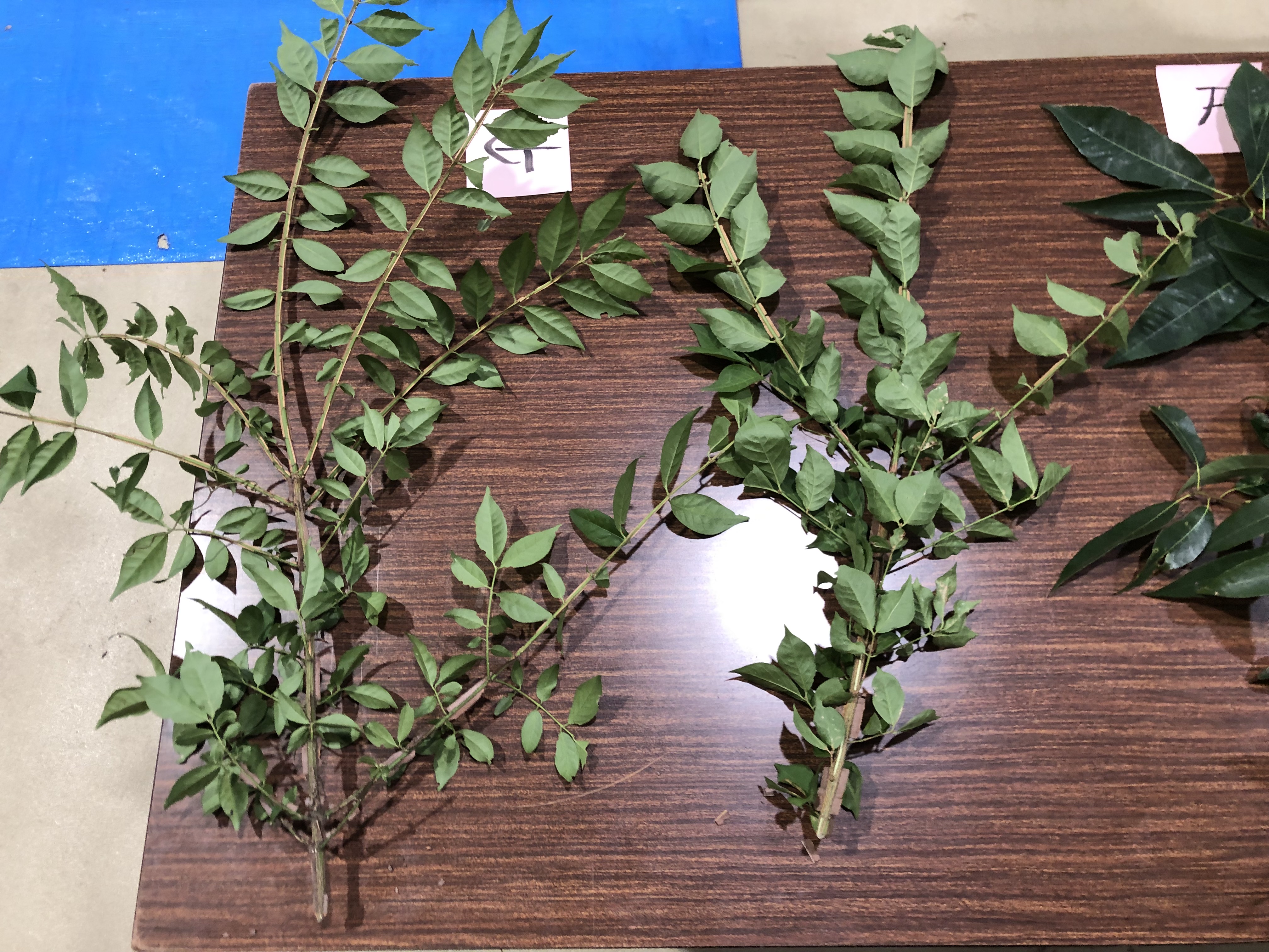 ニシキギ - Euonymus alatus