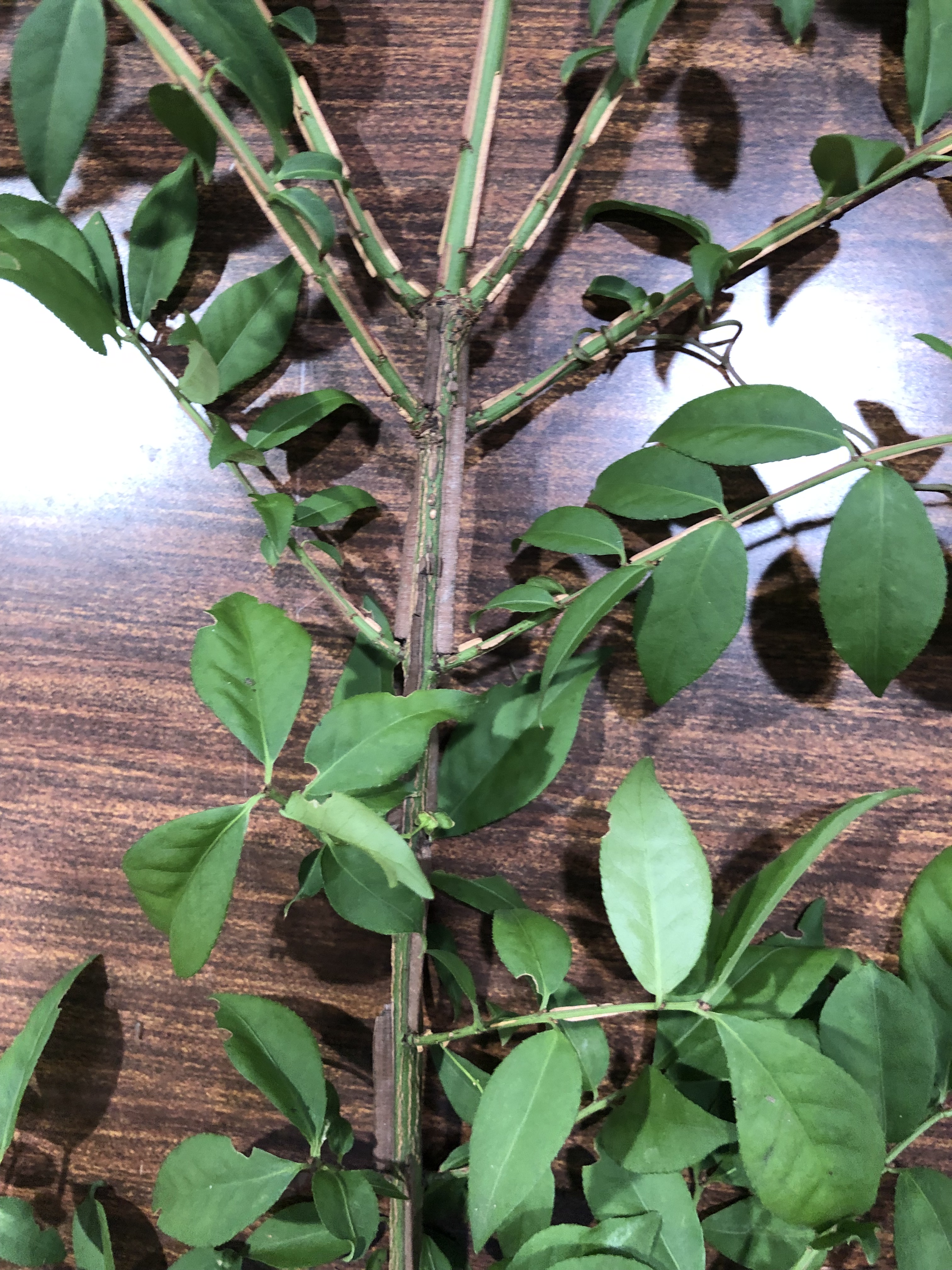 ニシキギ - Euonymus alatus