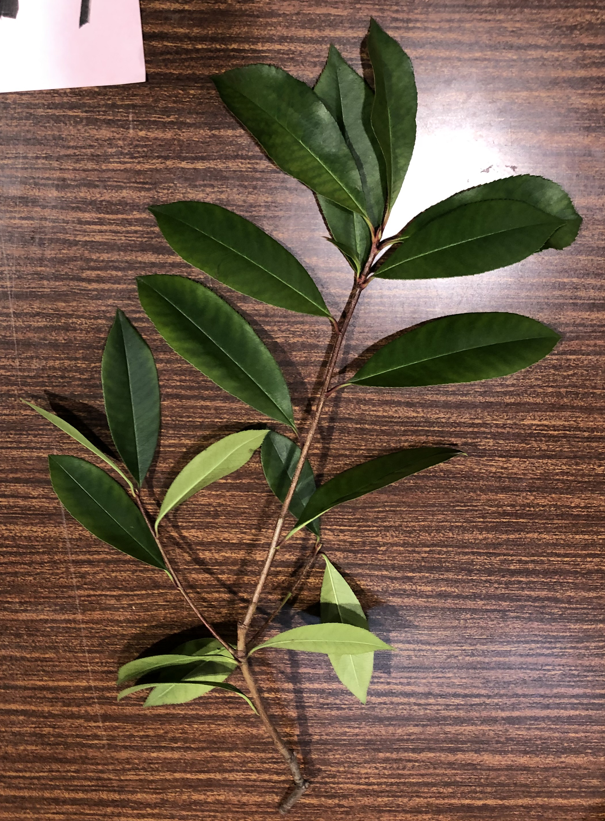 ベニカナメモチ - Photinia glabra