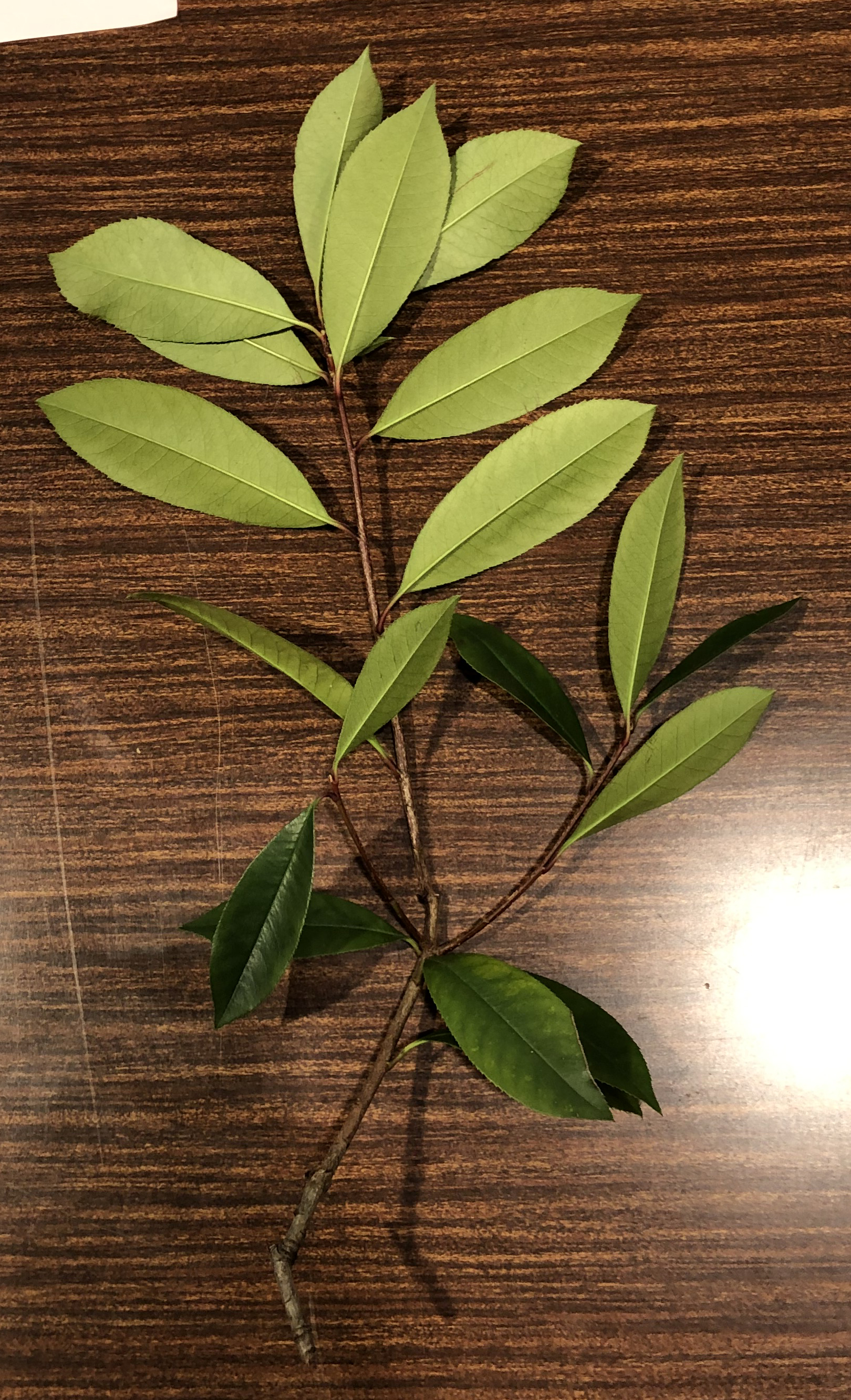 ベニカナメモチ - Photinia glabra