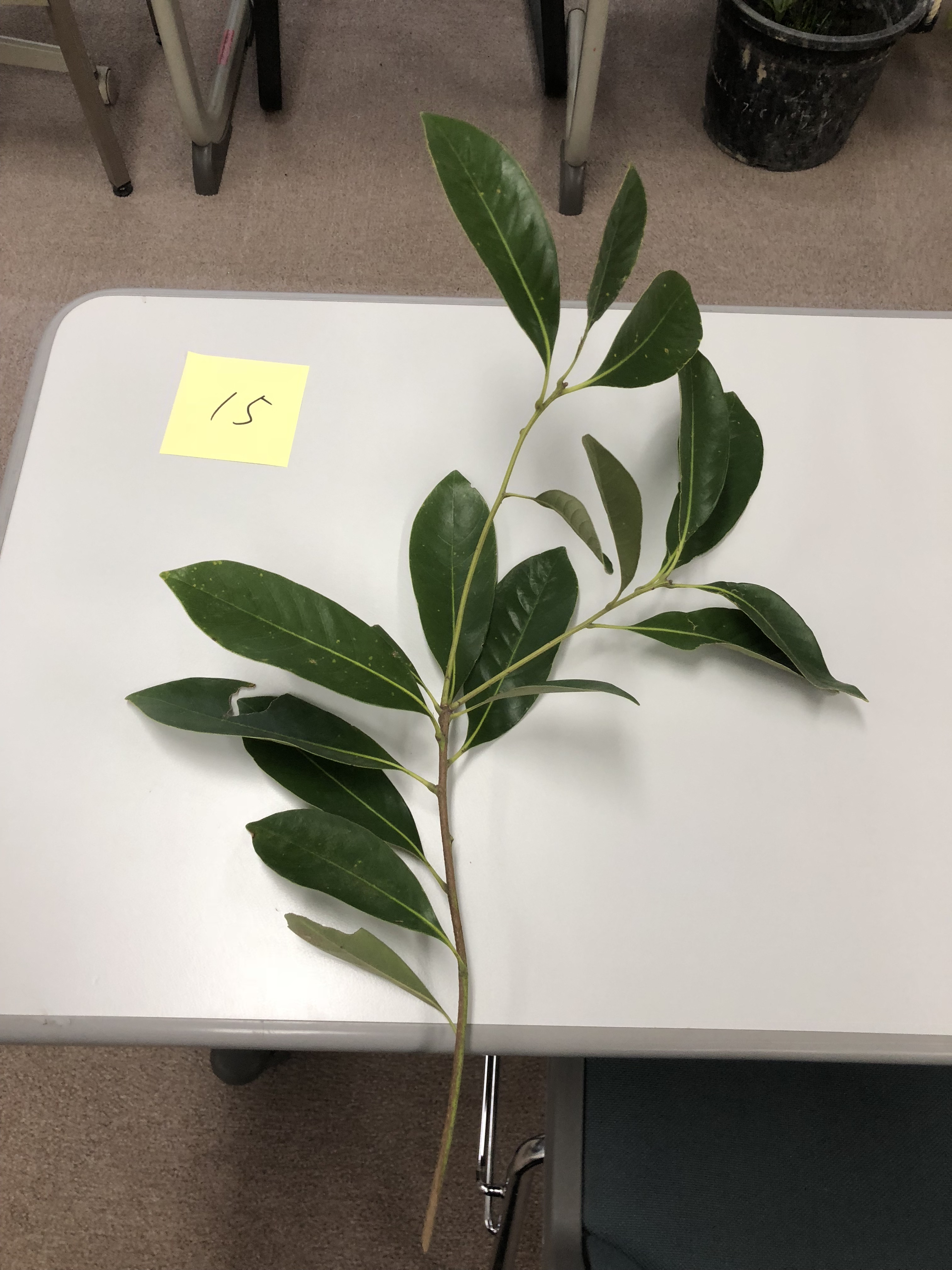 タブノキ - Machilus thunbergii